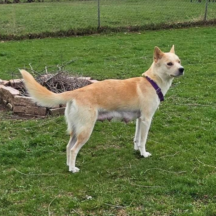 Enlarge Harper Leigh, a ADOPTABLE mixed breed in McHenry, IL image 3/5