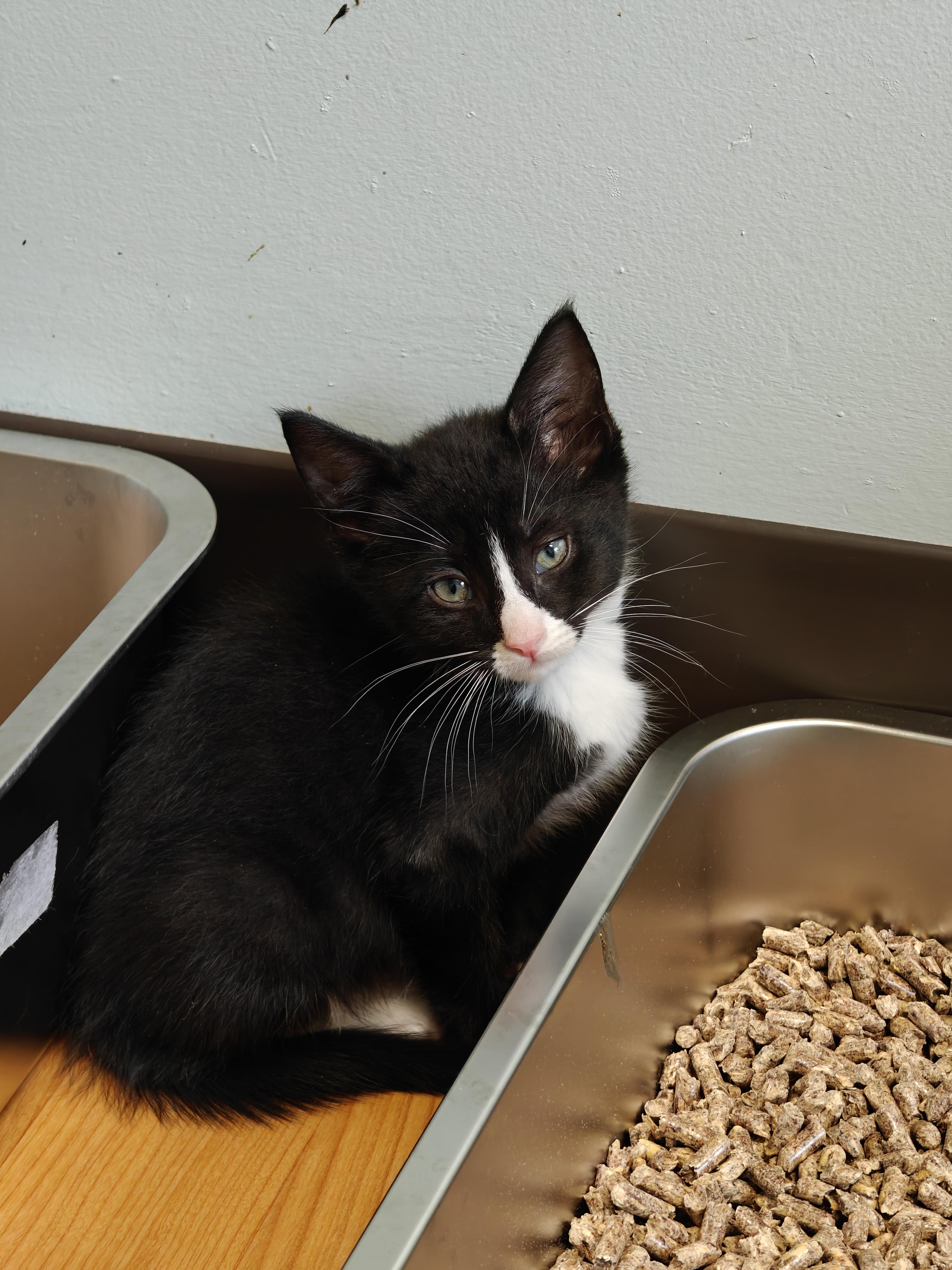 Enlarge Braeburn, a Adoptable Domestic Short Hair in New Britain, CT image 3/5