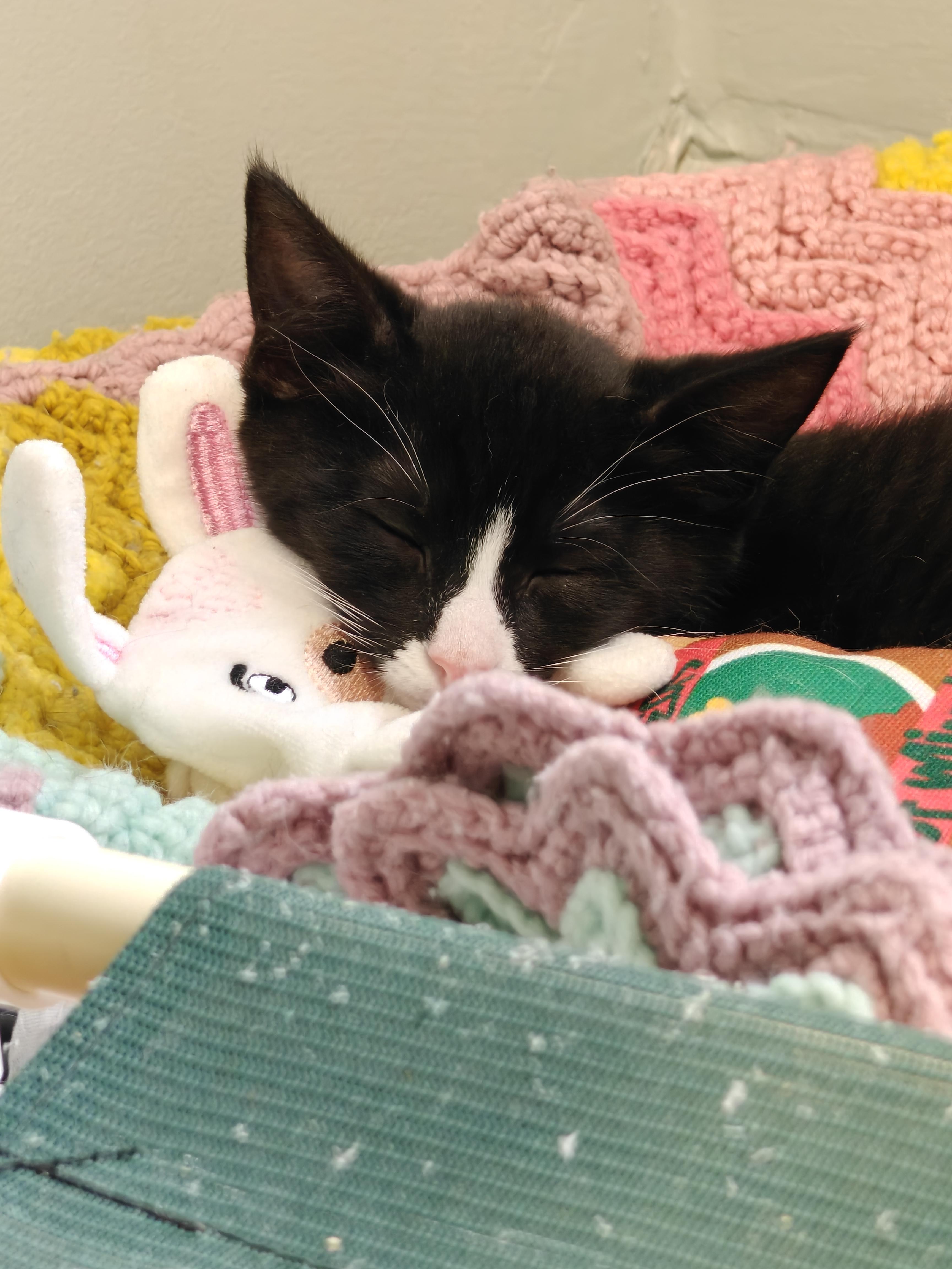 Enlarge Braeburn, a Adoptable Domestic Short Hair in New Britain, CT image 4/5