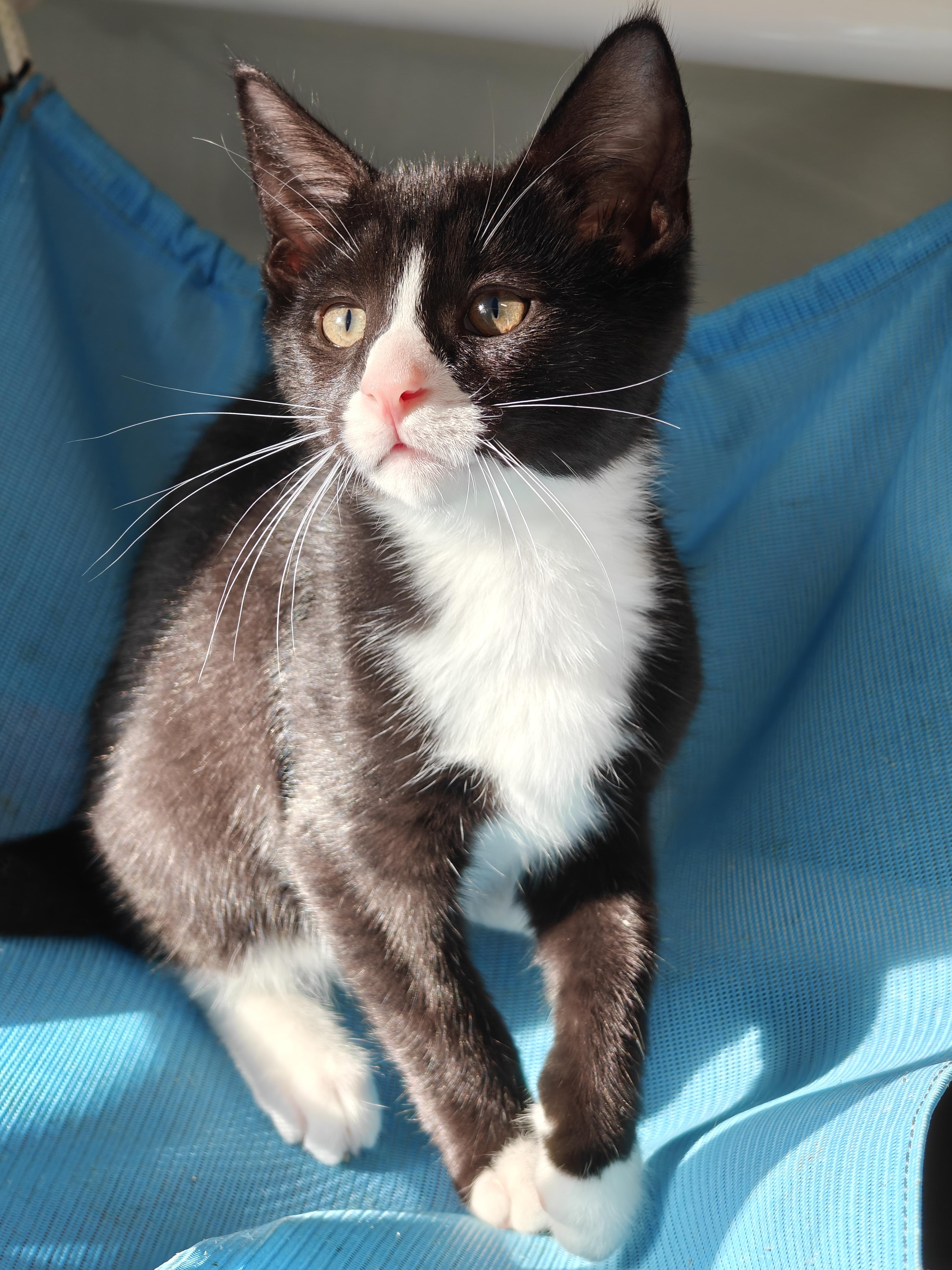 Enlarge Braeburn, a Adoptable Domestic Short Hair in New Britain, CT image 5/5