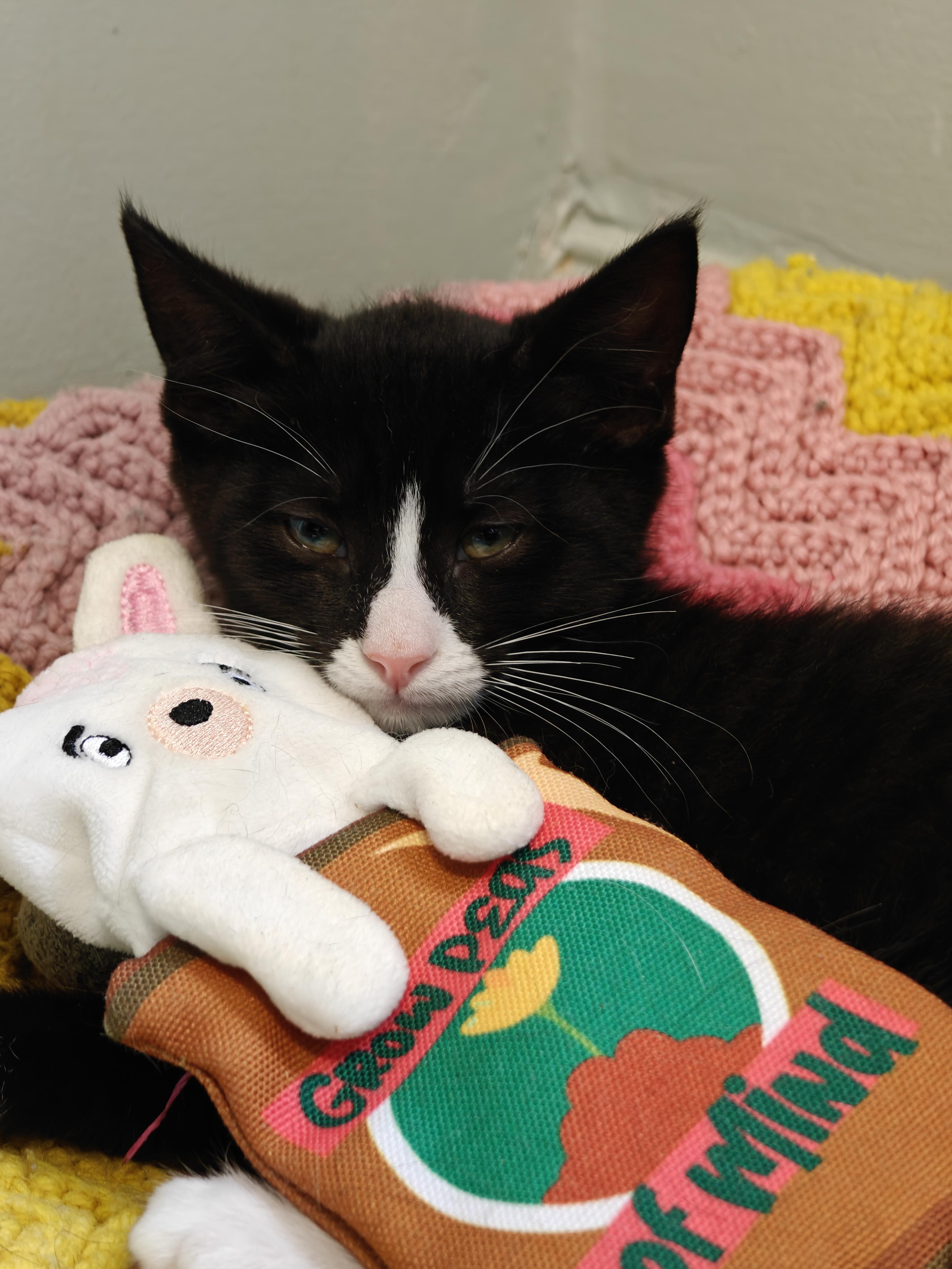 Enlarge Braeburn, a Adoptable Domestic Short Hair in New Britain, CT image 2/5