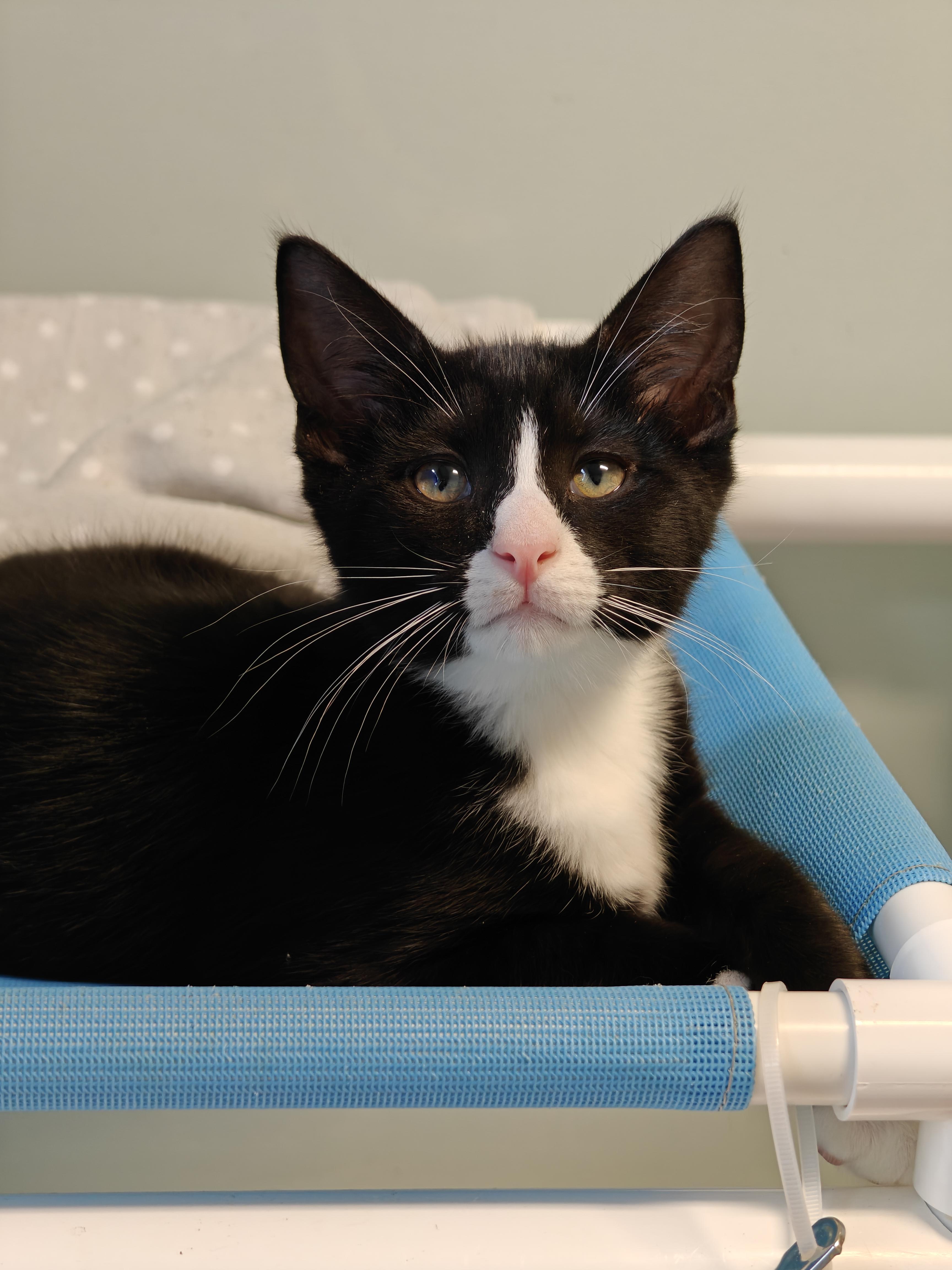 Braeburn, Adoptable, Kitten Male Domestic Short Hair.