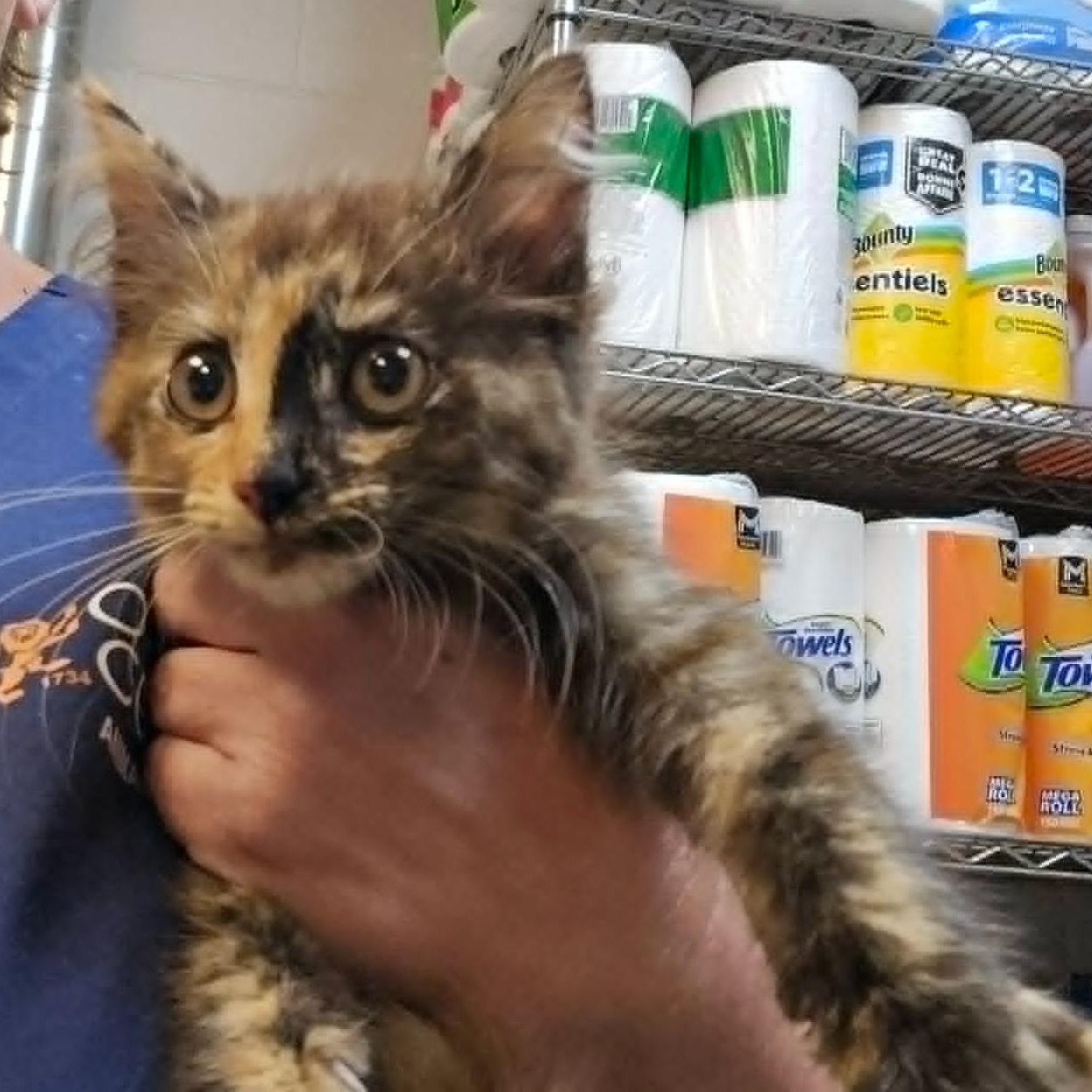 Purrsephone, adopted, Kitten Female Domestic Medium Hair.
