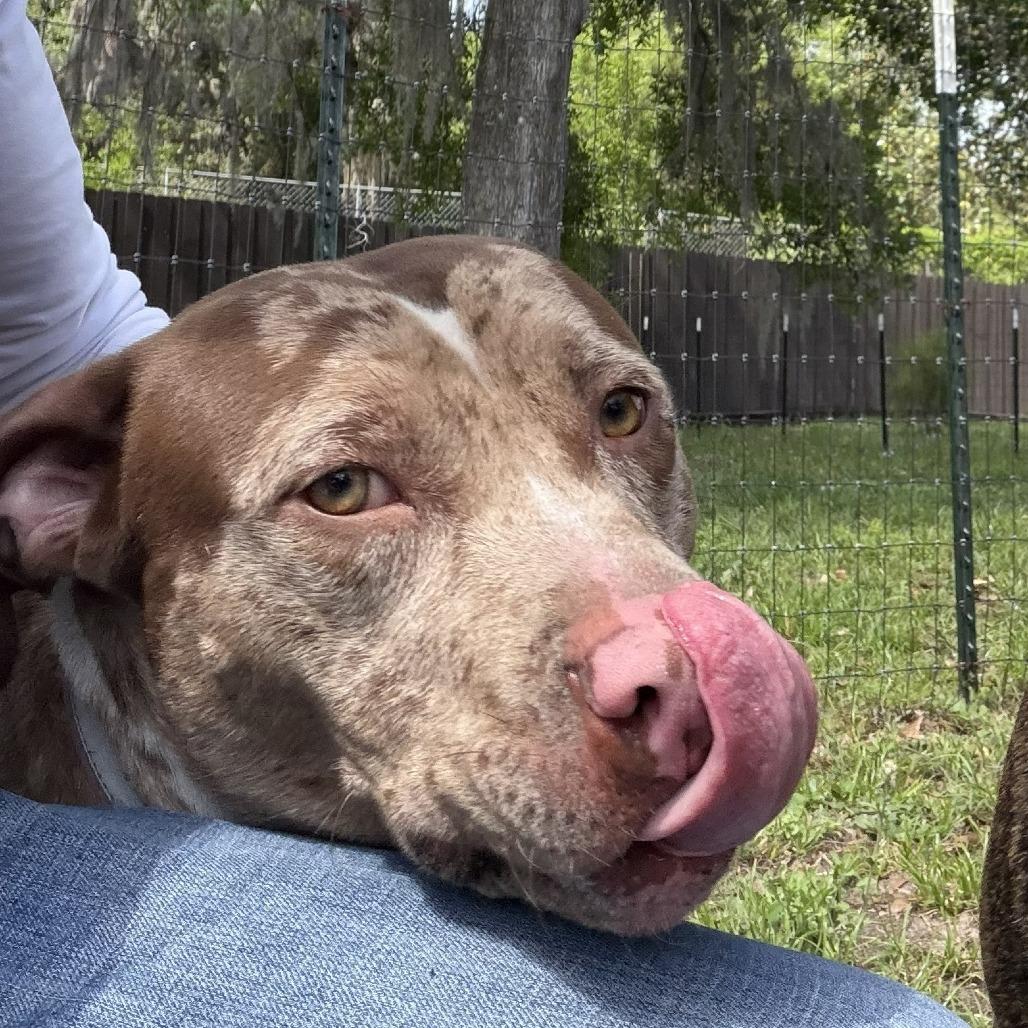 Enlarge Carlo, a Adoptable Mixed Breed in Jacksonville Beach, FL image 1/4