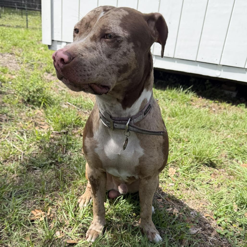 Enlarge Carlo, a Adoptable Mixed Breed in Jacksonville Beach, FL image 2/4