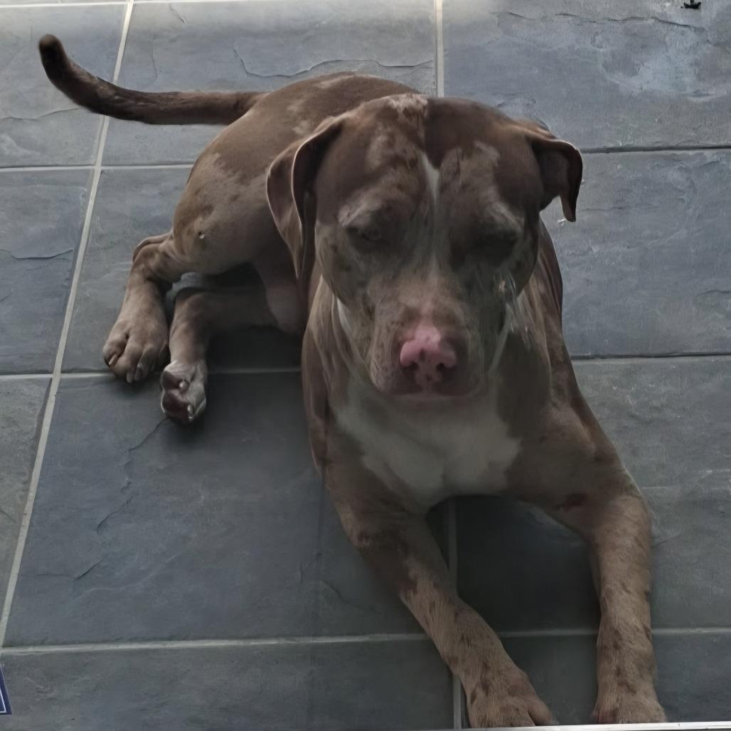 Enlarge Carlo, a Adoptable Mixed Breed in Jacksonville Beach, FL image 3/4