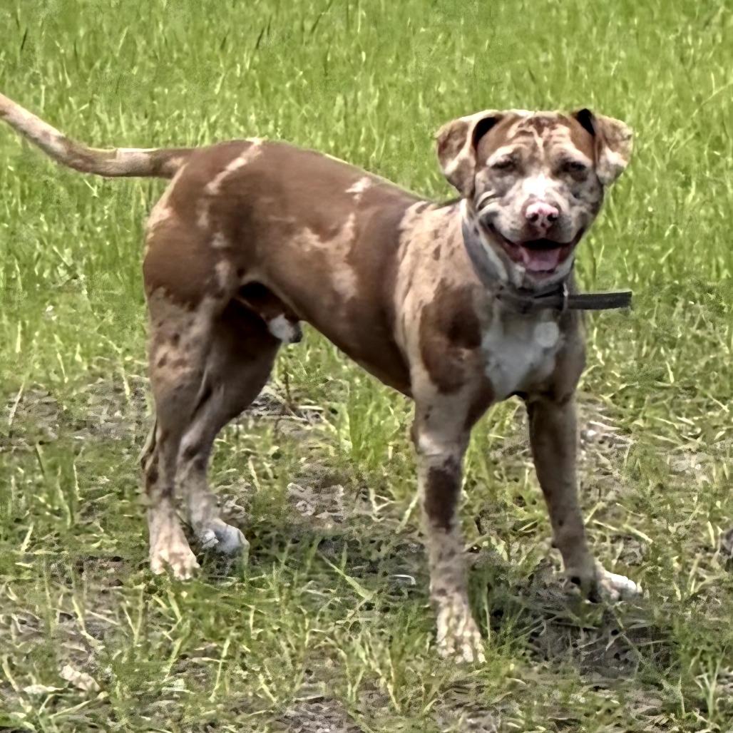 Carlo, a Adoptable Mixed Breed in Jacksonville Beach, FL image 4/6