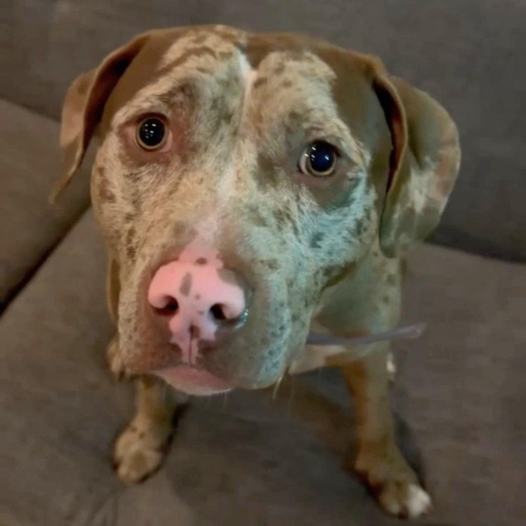 Carlo, a Adoptable Mixed Breed in Jacksonville Beach, FL image 5/6
