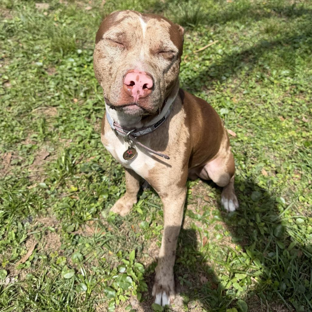 Enlarge Carlo, a Adoptable Mixed Breed in Jacksonville Beach, FL image 4/4