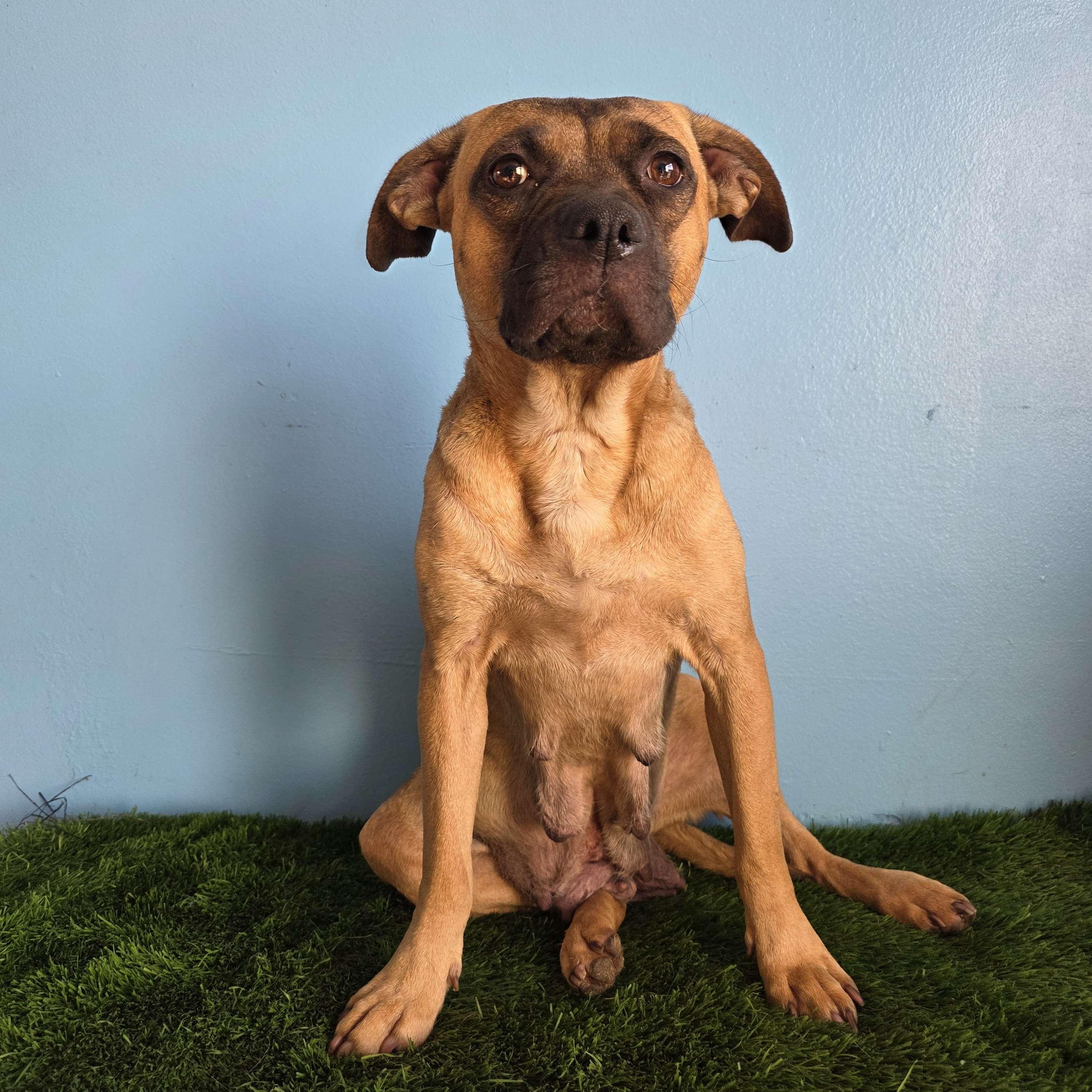 Enlarge Chata, a Adoptable mixed breed in Tijuana, BCN image 1/5