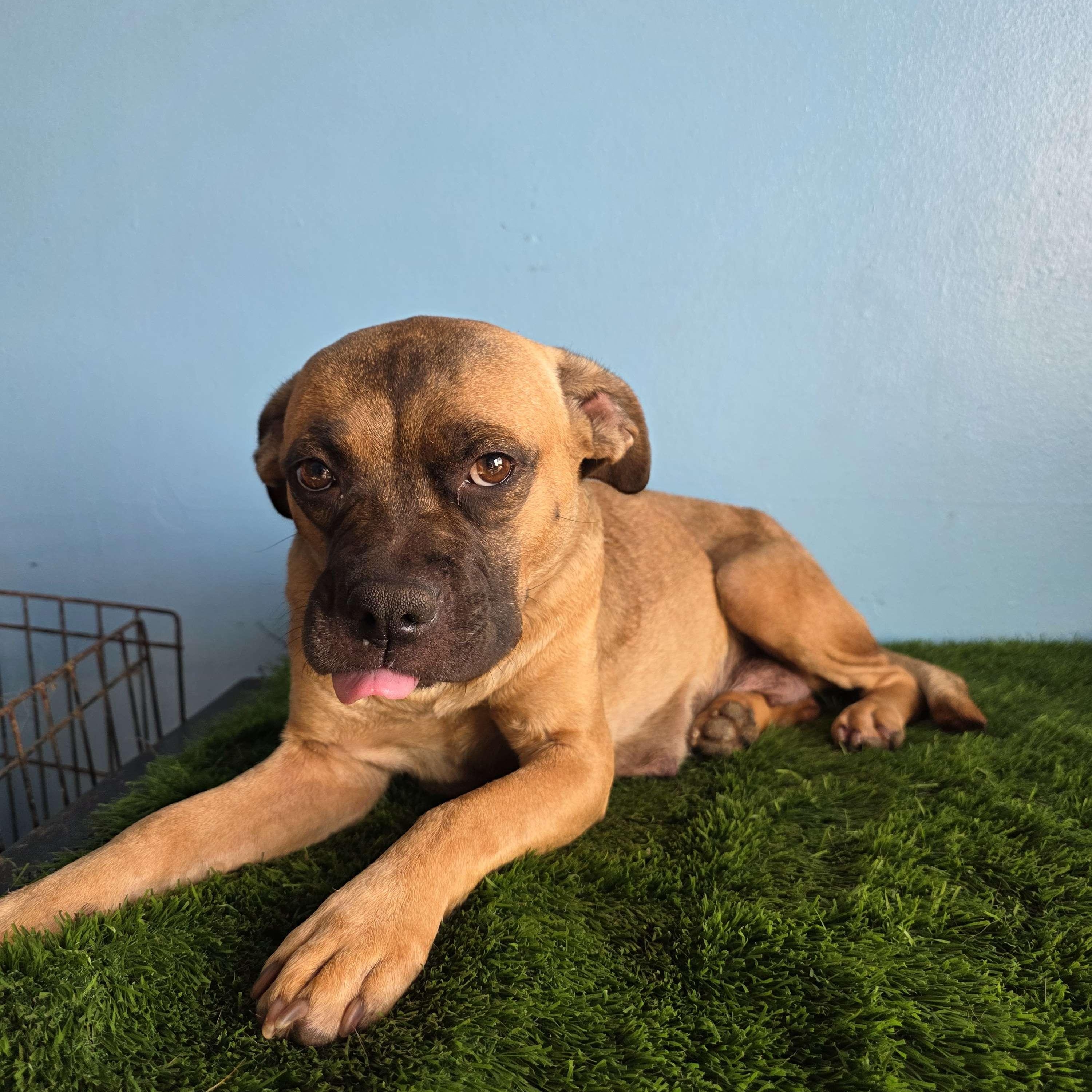 Enlarge Chata, a Adoptable mixed breed in Tijuana, BCN image 4/5