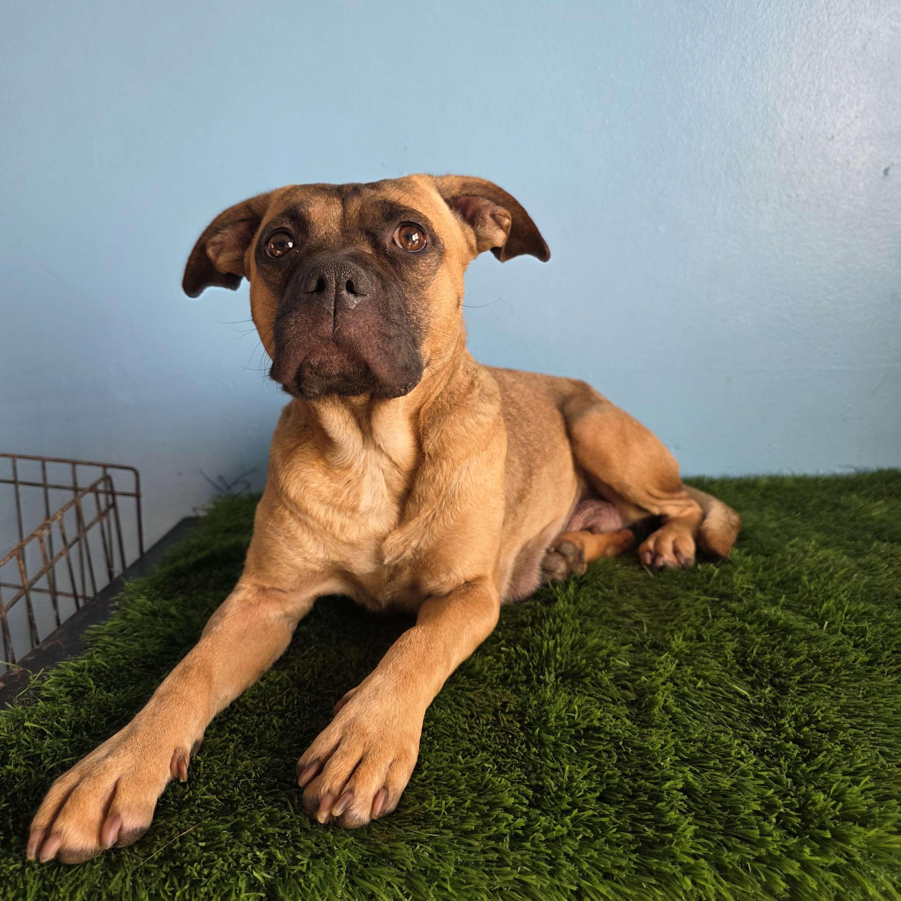 Enlarge Chata, a Adoptable mixed breed in Tijuana, BCN image 2/5