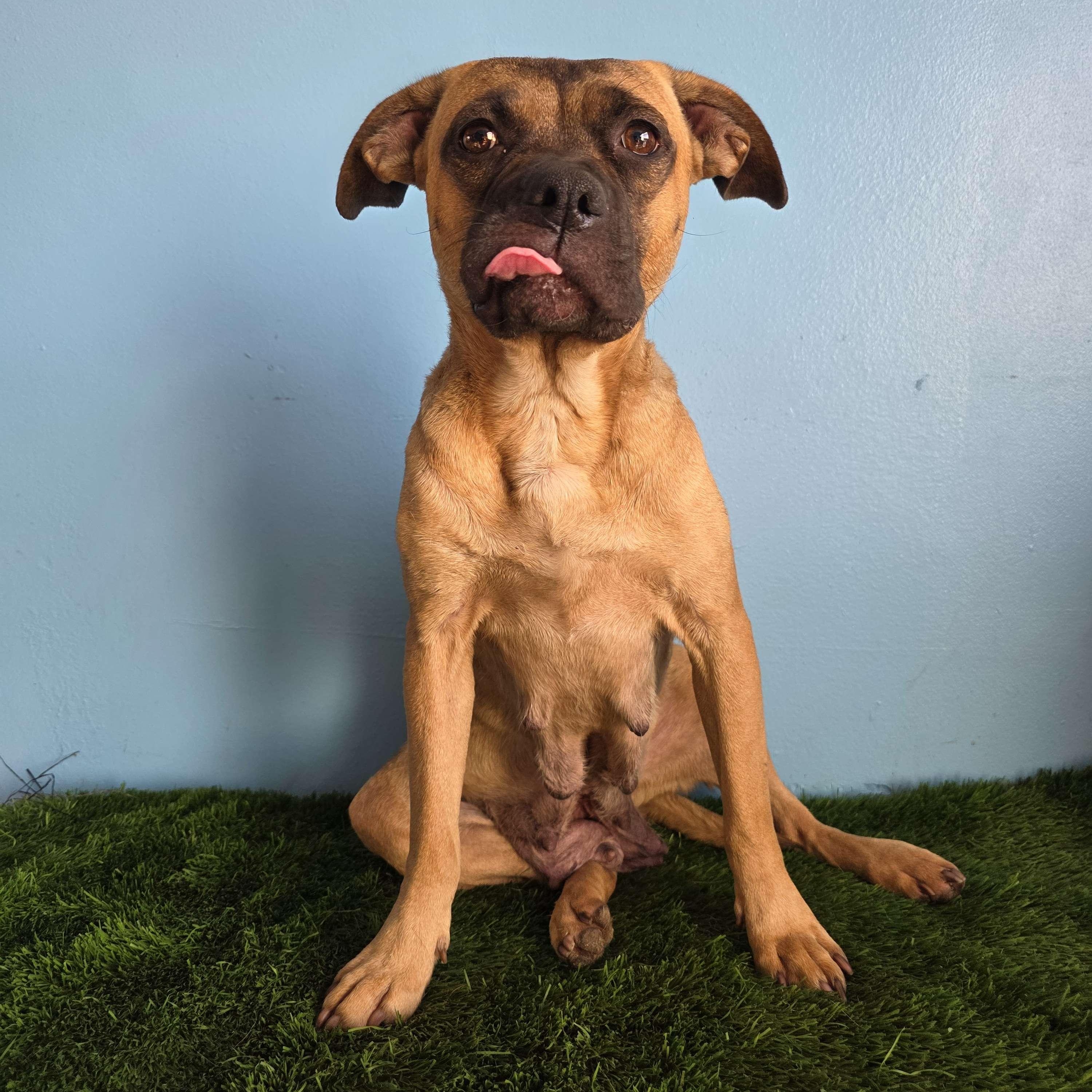 Enlarge Chata, a Adoptable mixed breed in Tijuana, BCN image 3/5