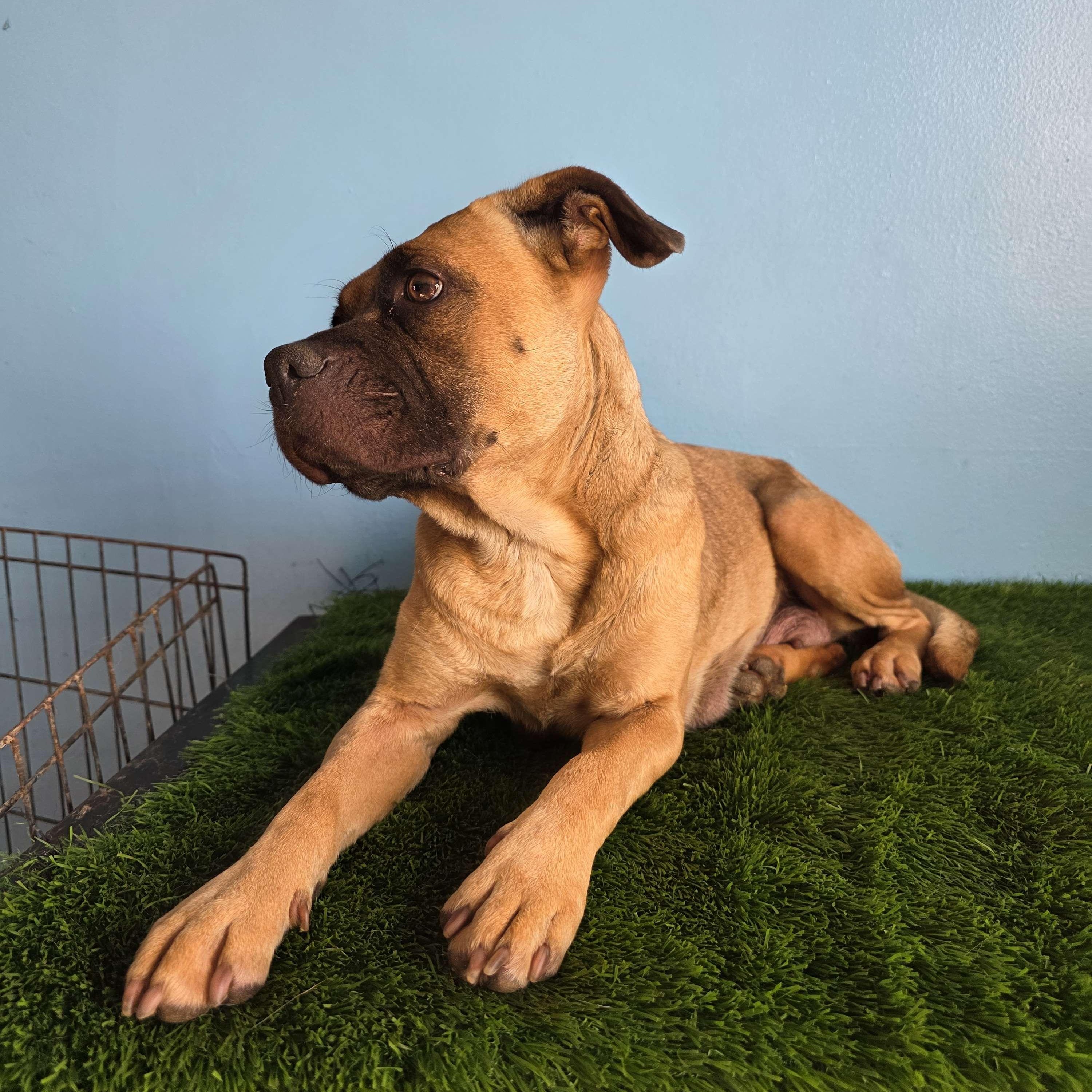 Enlarge Chata, a Adoptable mixed breed in Tijuana, BCN image 5/5