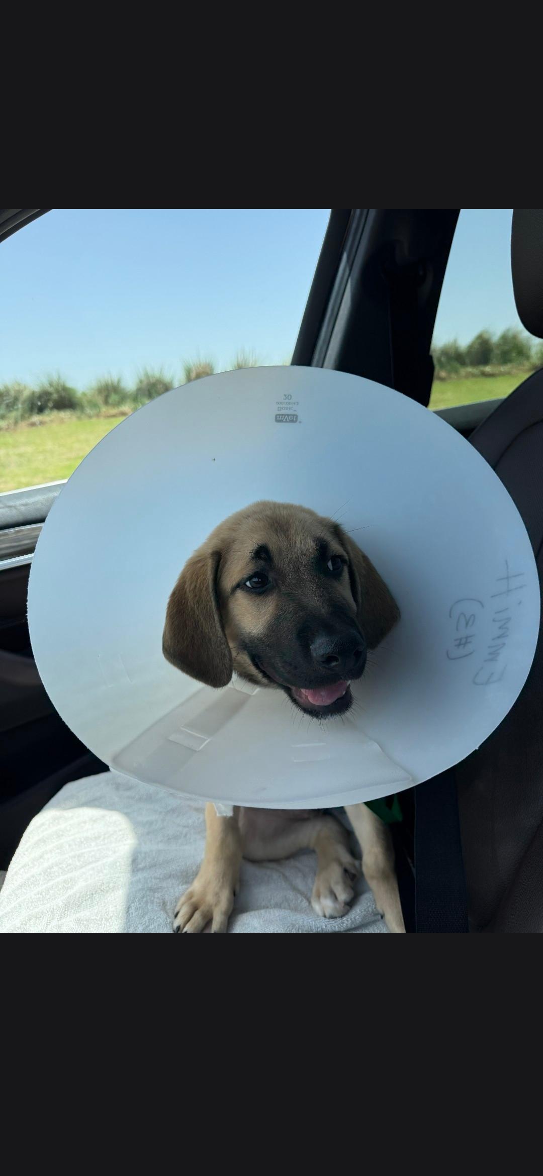 Aikman, Adoptable, Puppy Male Coonhound.