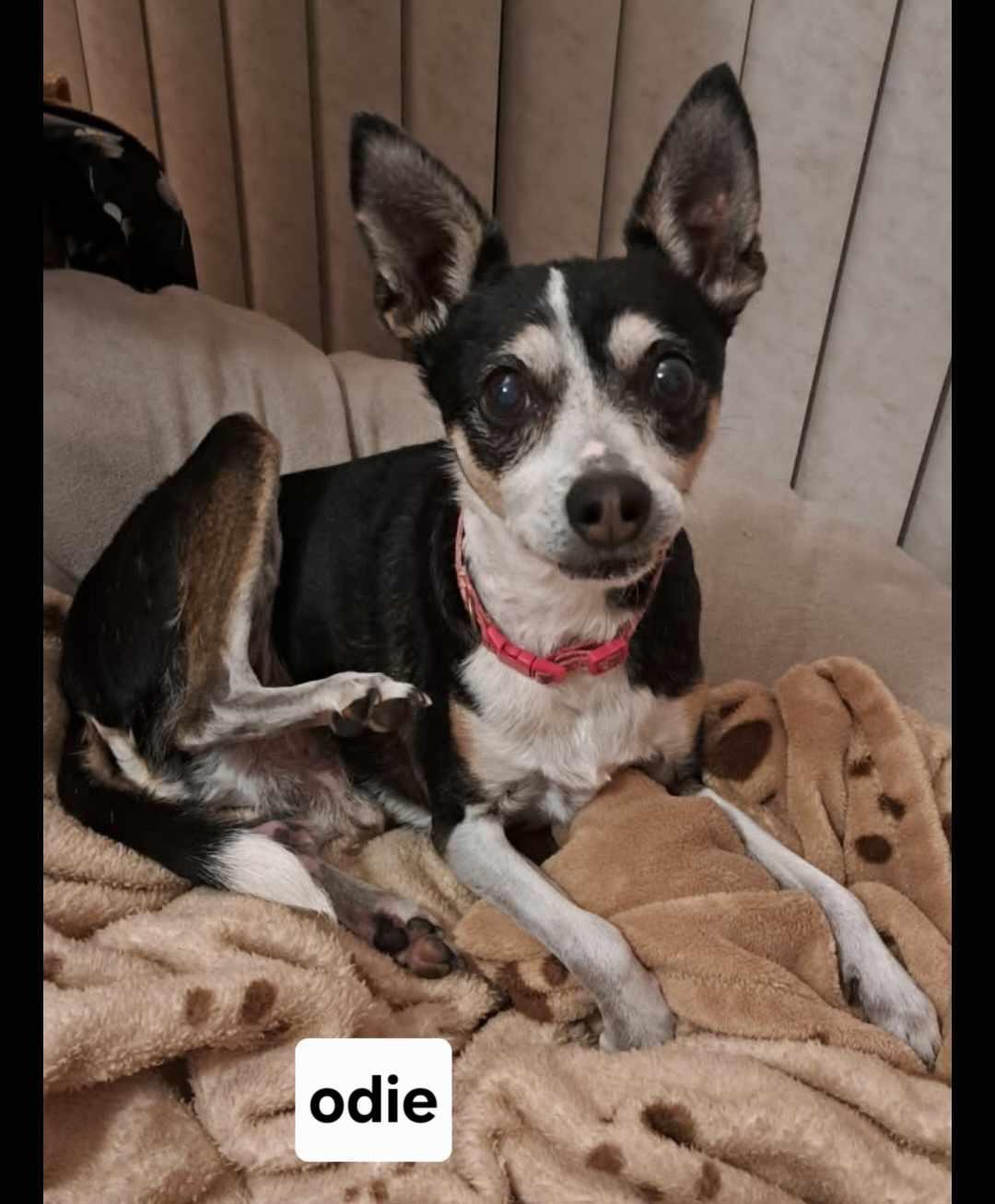 Enlarge Odie, a Adoptable mixed breed in Visalia, CA image 3/3