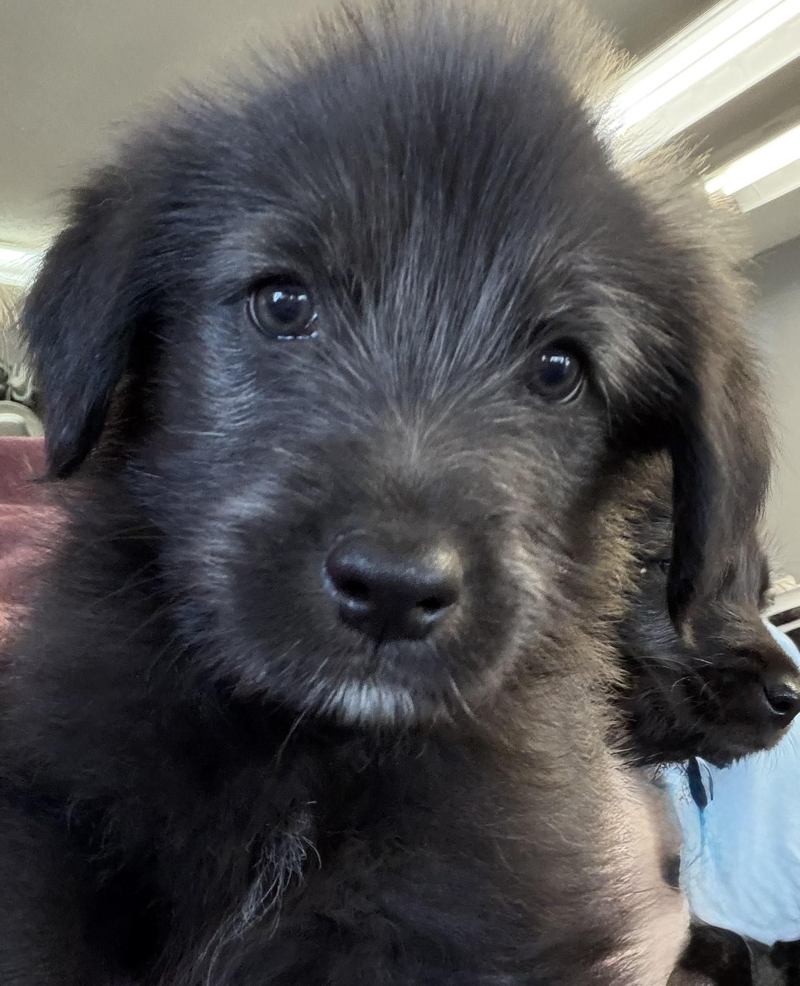 Enlarge Scout, a ADOPTABLE mixed breed in Owensboro, KY image 2/2