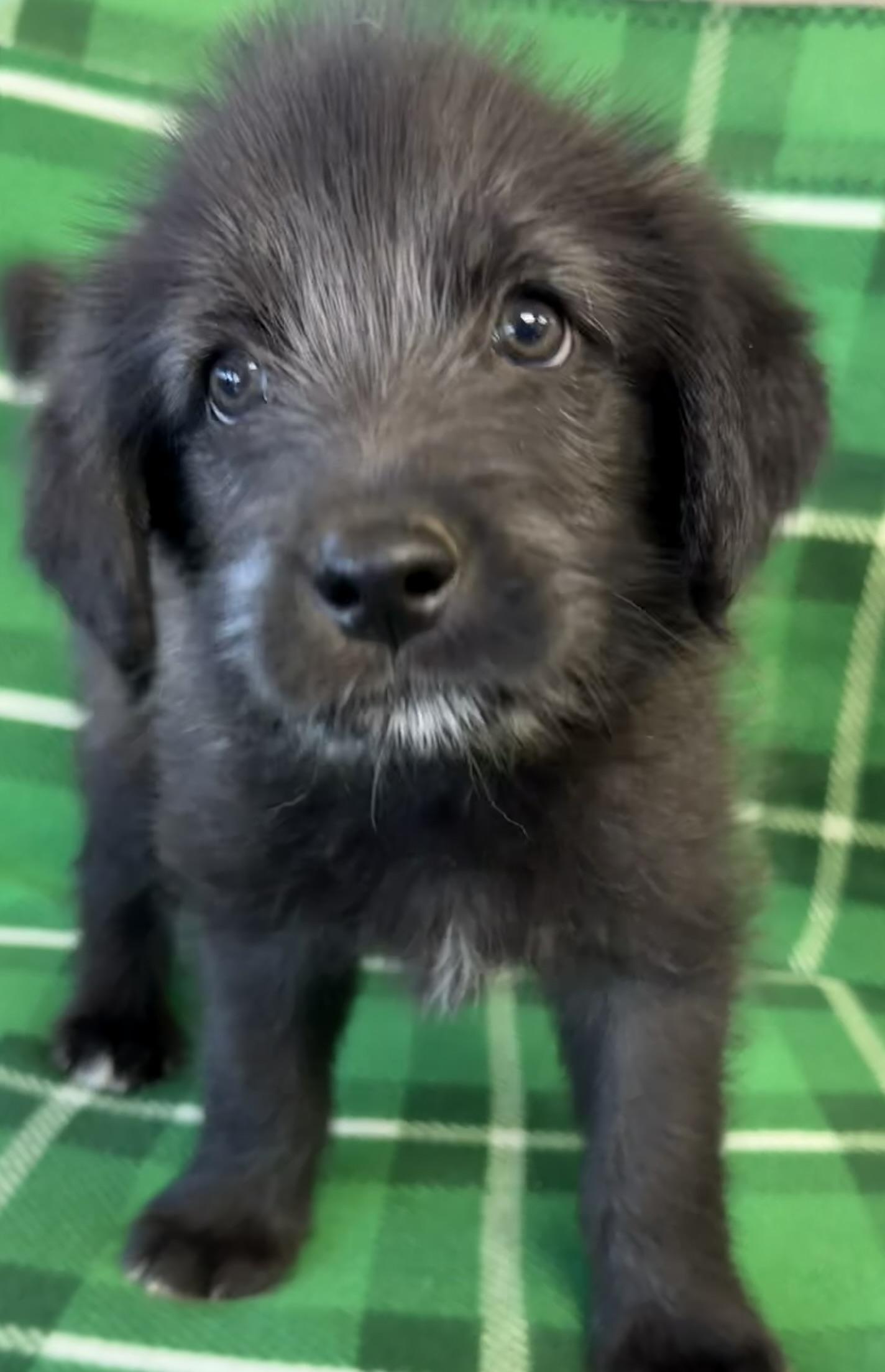 Enlarge Scout, a ADOPTABLE mixed breed in Owensboro, KY image 1/2