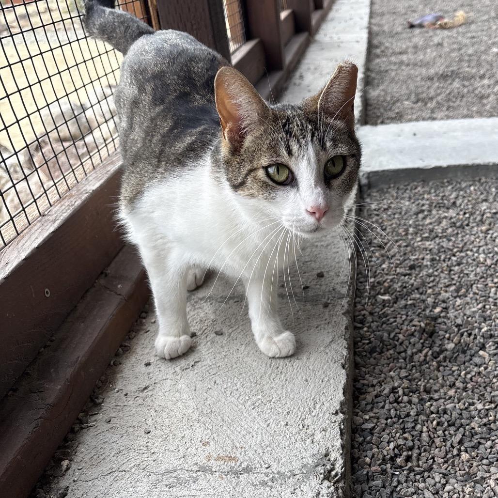 Naoki, Adoptable, Adult Male Domestic Short Hair.