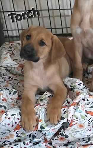 Torch , adopted, Puppy Male Boxer & Labrador Retriever.