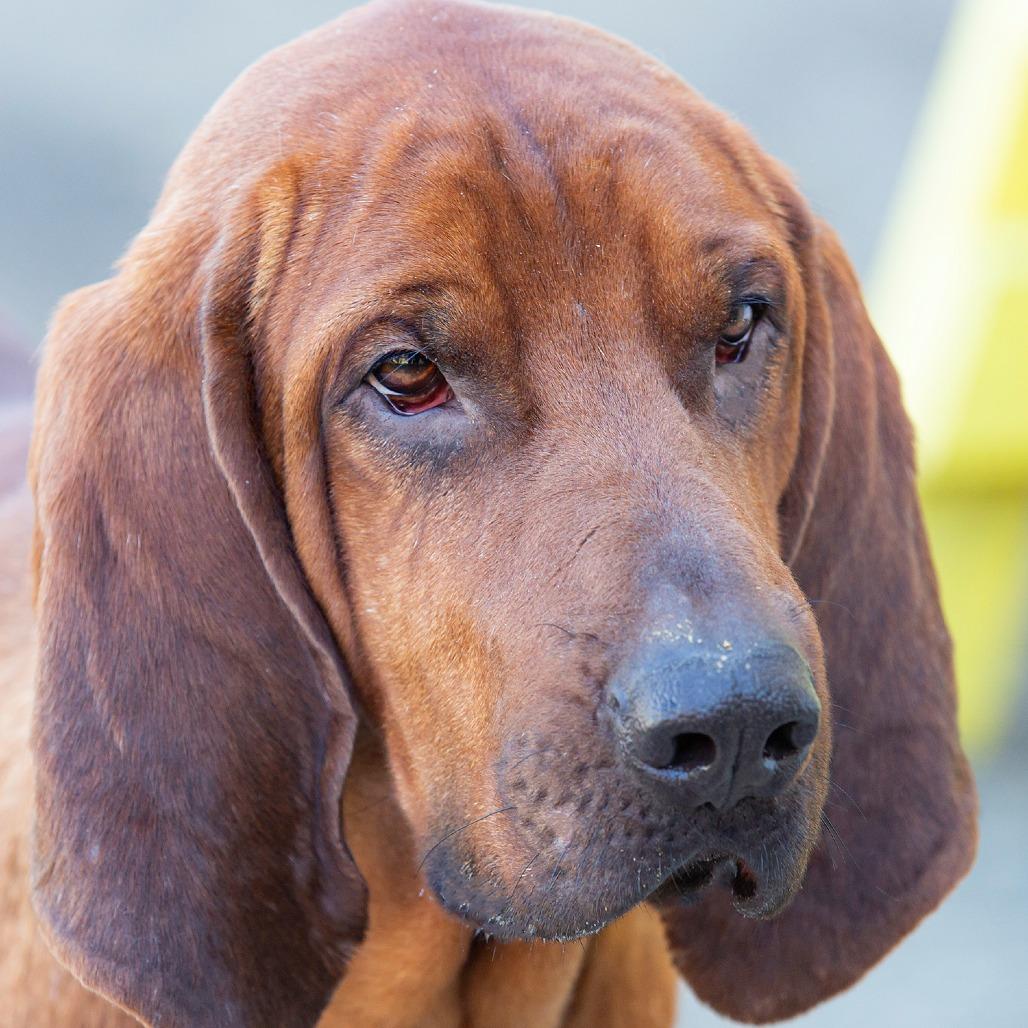 Bunker, Adoptable, Adult Male Mixed Breed.