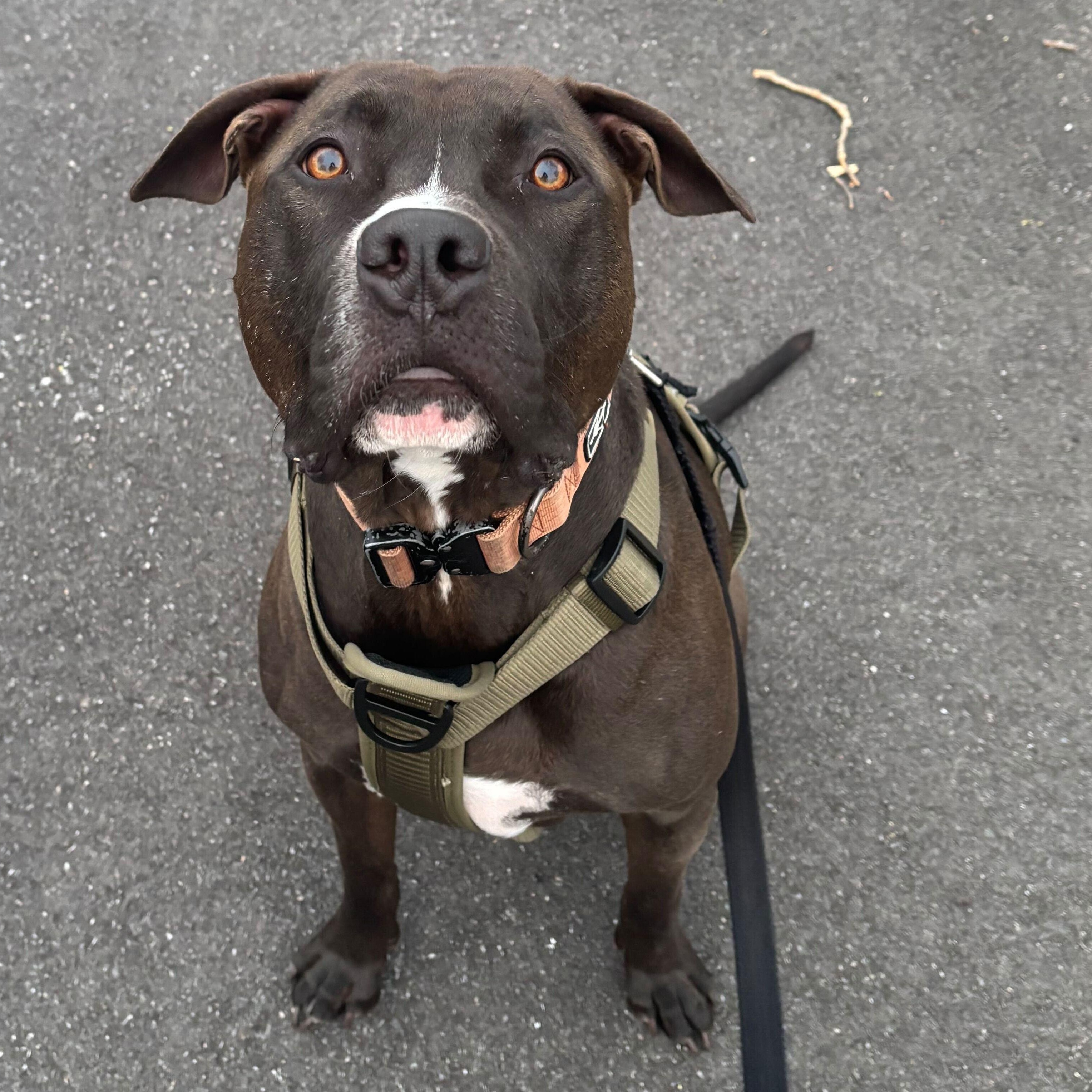 Montgomery- Monte (Courtesy Post), Adoptable, Adult Male American Bully.