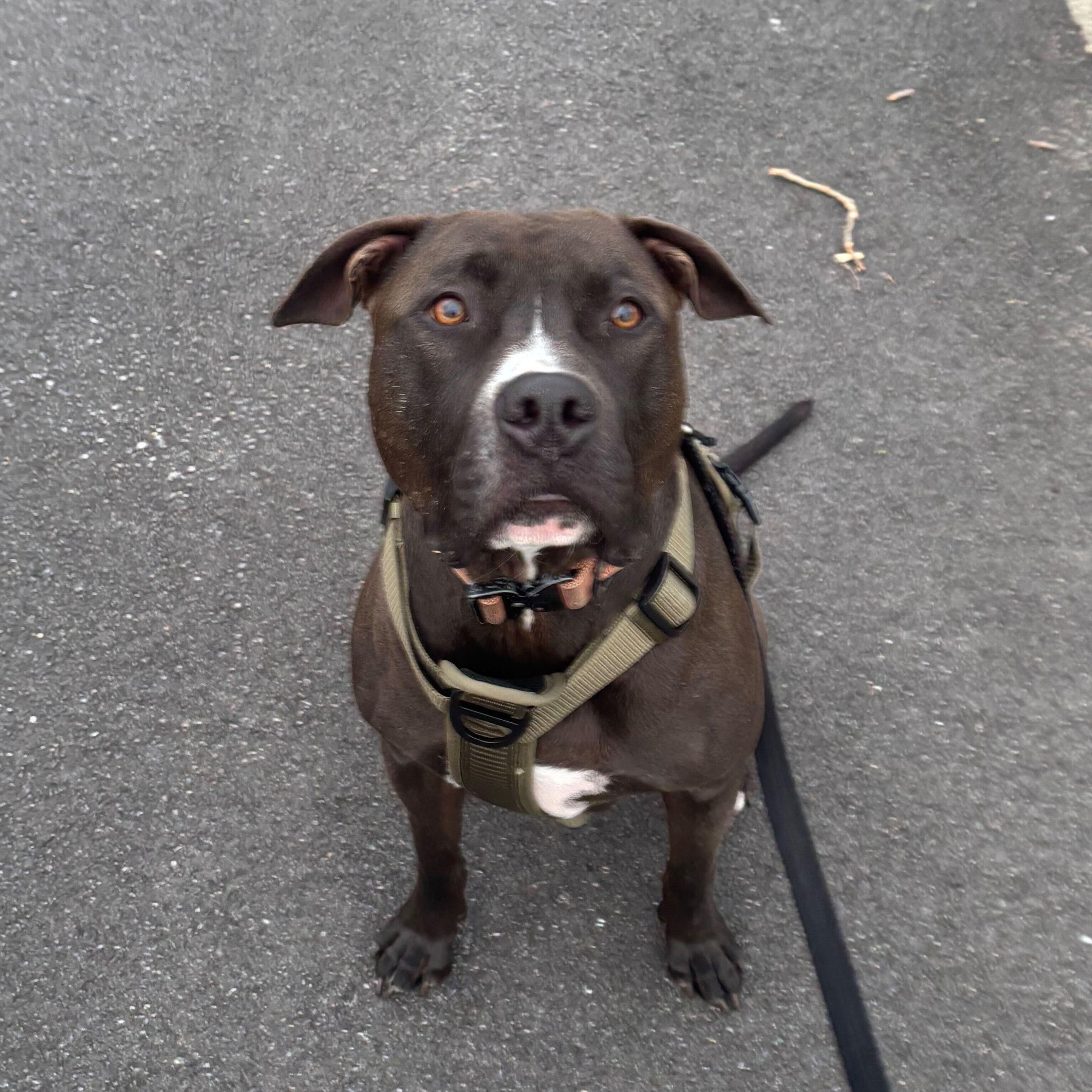 Enlarge Montgomery- Monte (Courtesy Post), a Adoptable mixed breed in Queenstown, MD image 2/2