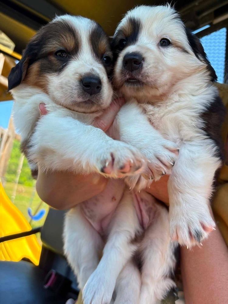 Ice Age : copy #1, Adopted, Puppy Female Saint Bernard & Spaniel.