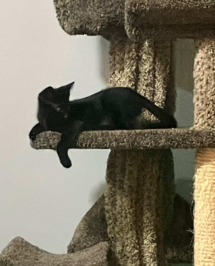 Enlarge Micro Bat, a Adoptable mixed breed in Roanoke, VA image 1/3