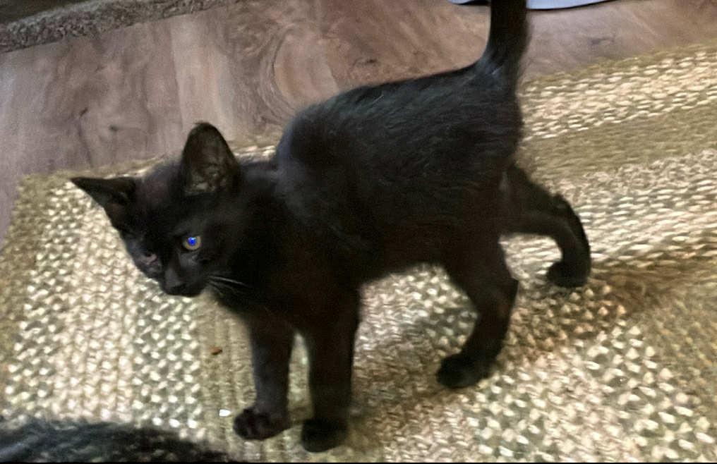 Enlarge Micro Bat, a Adoptable mixed breed in Roanoke, VA image 2/3