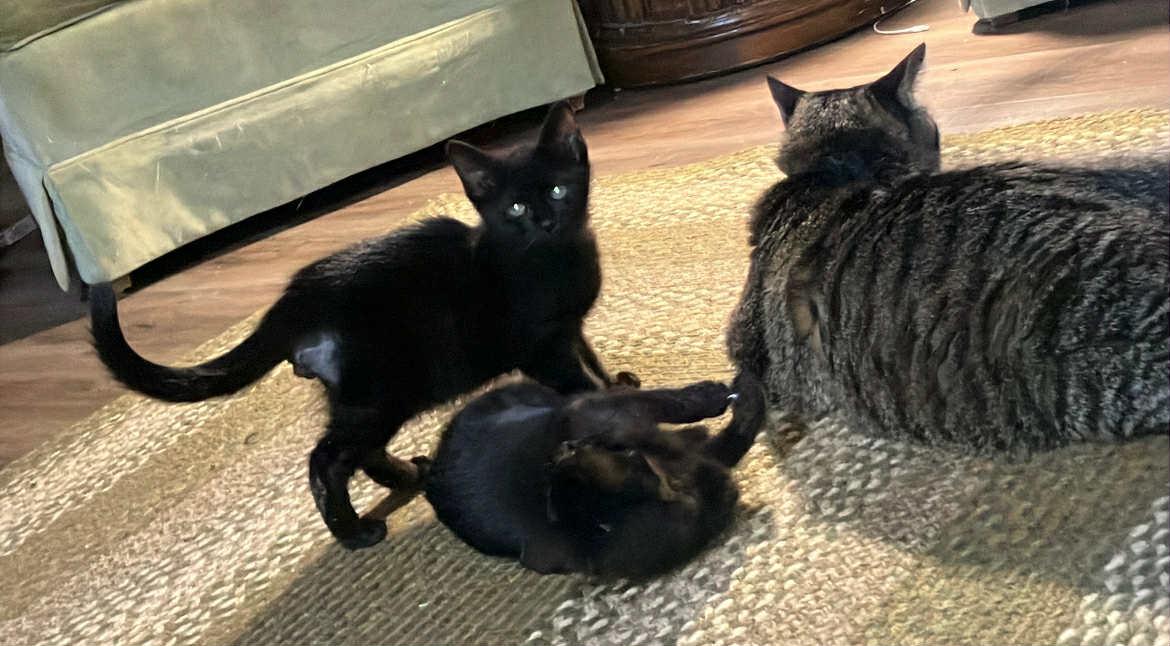 Enlarge Micro Bat, a Adoptable mixed breed in Roanoke, VA image 3/3