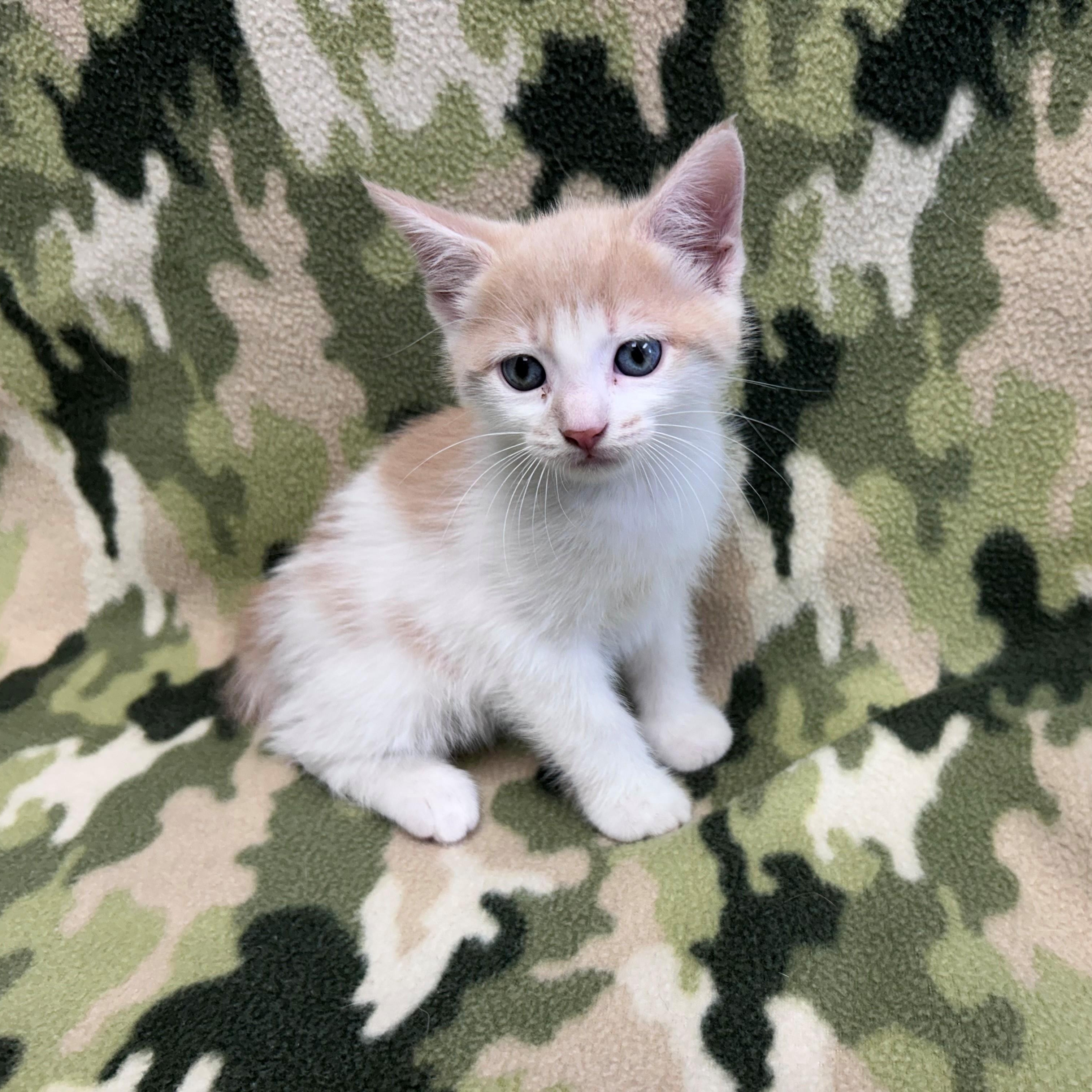 Archer, Adopted, Young Male Domestic Short Hair.