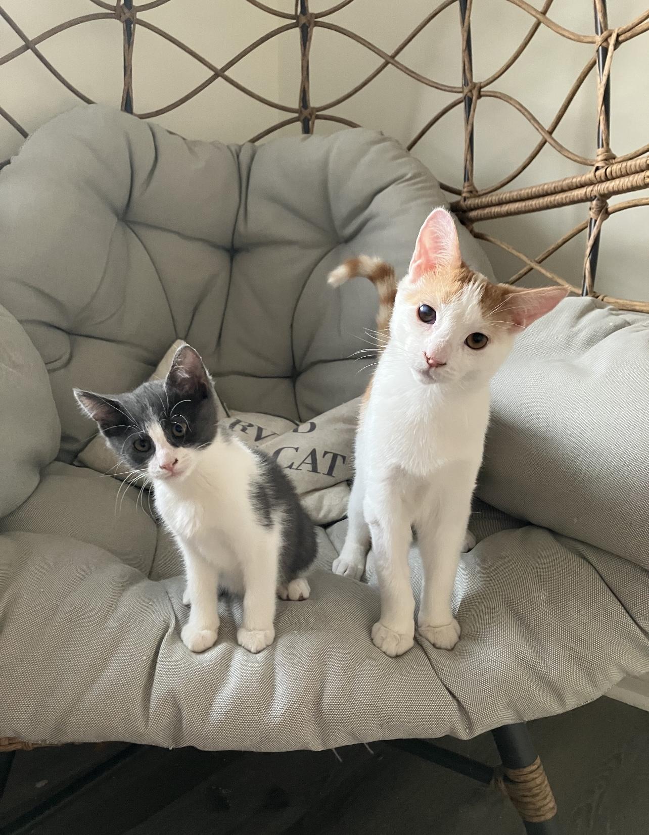 AWESOME TWOSOME- EMBER AND COLE, a Adoptable mixed breed in Stoney Creek, ON image 2/6