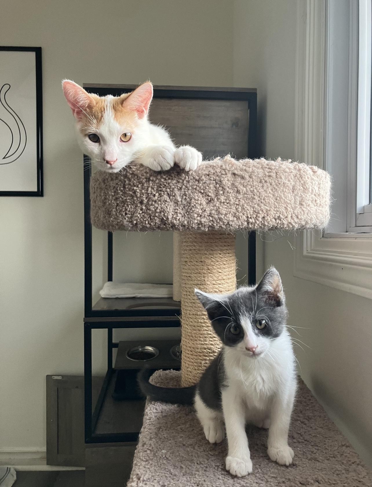 AWESOME TWOSOME- EMBER AND COLE, a Adoptable mixed breed in Stoney Creek, ON image 3/6