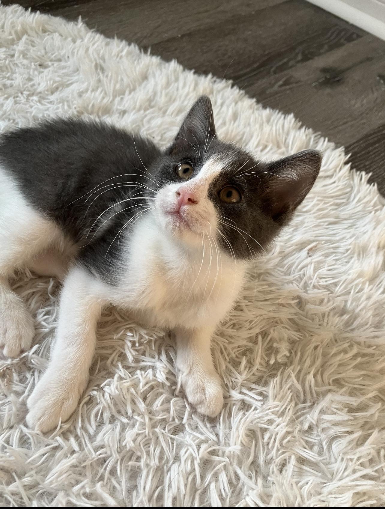 AWESOME TWOSOME- EMBER AND COLE