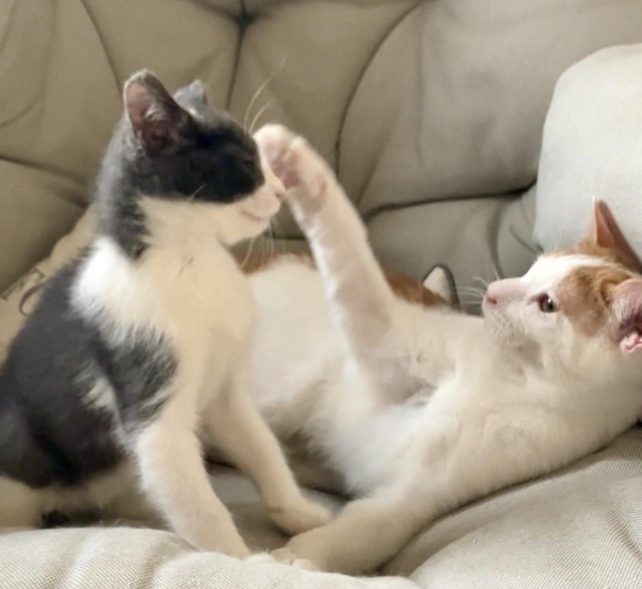 AWESOME TWOSOME- EMBER AND COLE, a Adoptable mixed breed in Stoney Creek, ON image 5/6