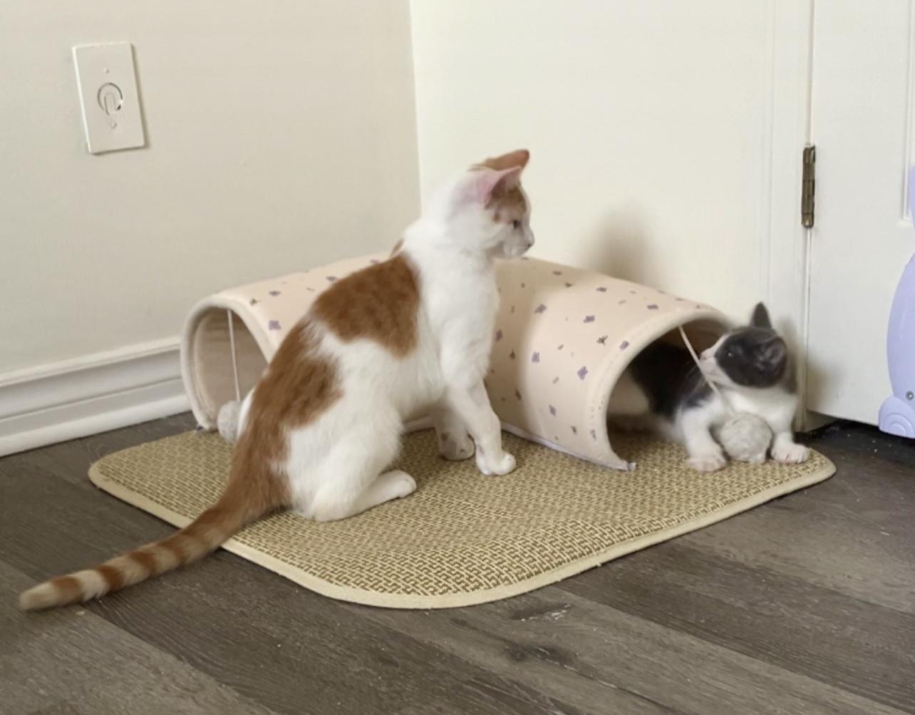 AWESOME TWOSOME- EMBER AND COLE