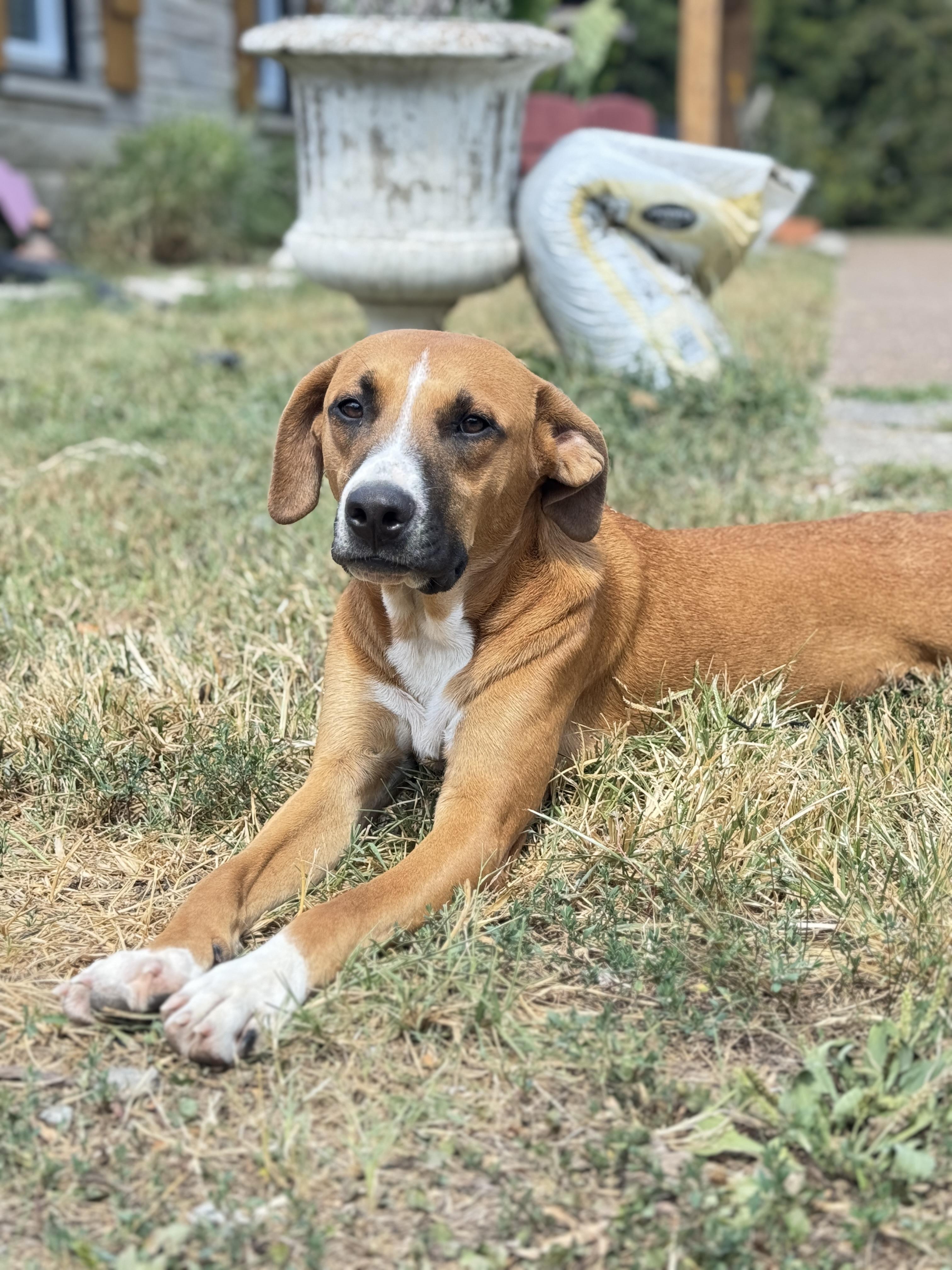 Romeo, Adopted, Young Male Hound.