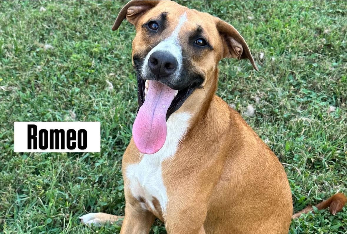 Romeo, a Adopted mixed breed in Whites Creek, TN image 2/4