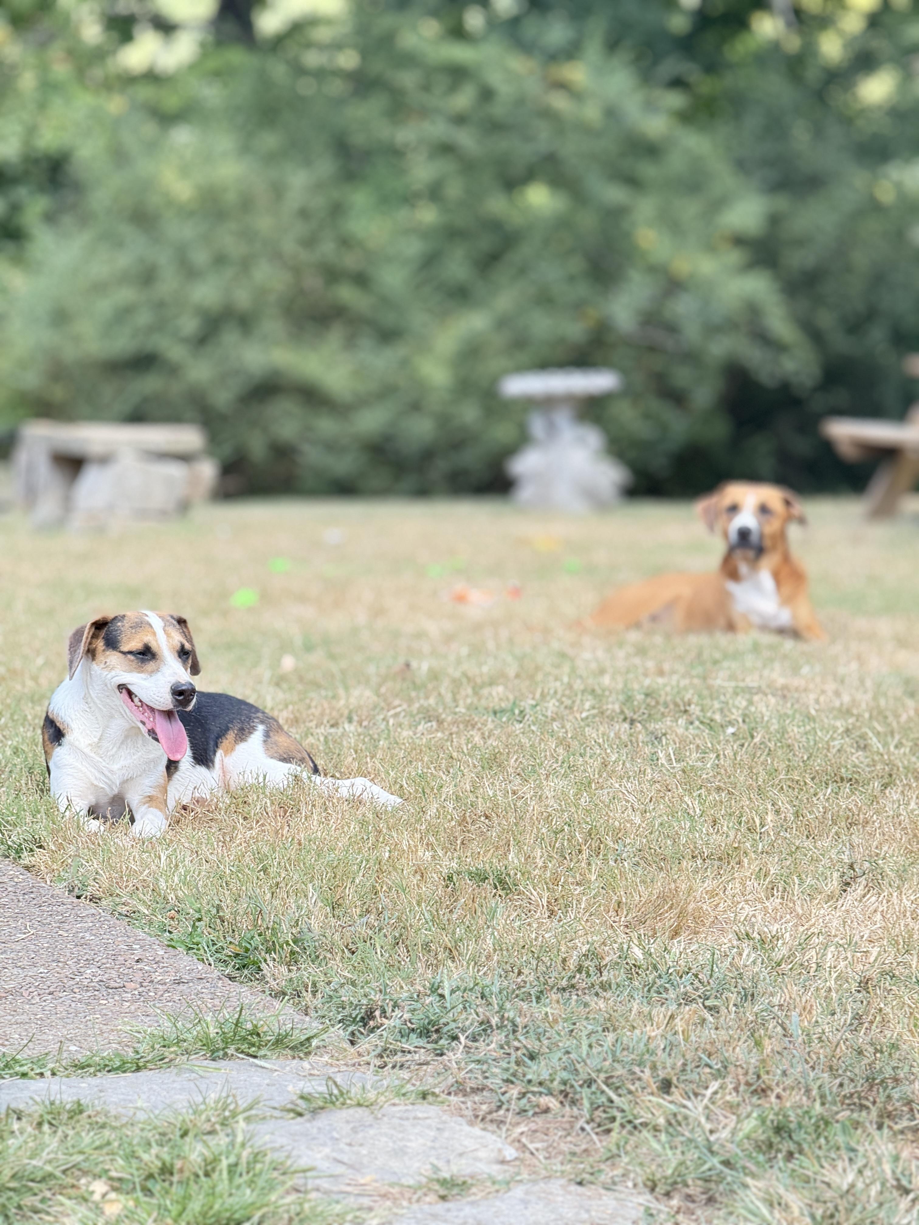 Romeo, a Adopted mixed breed in Whites Creek, TN image 4/4