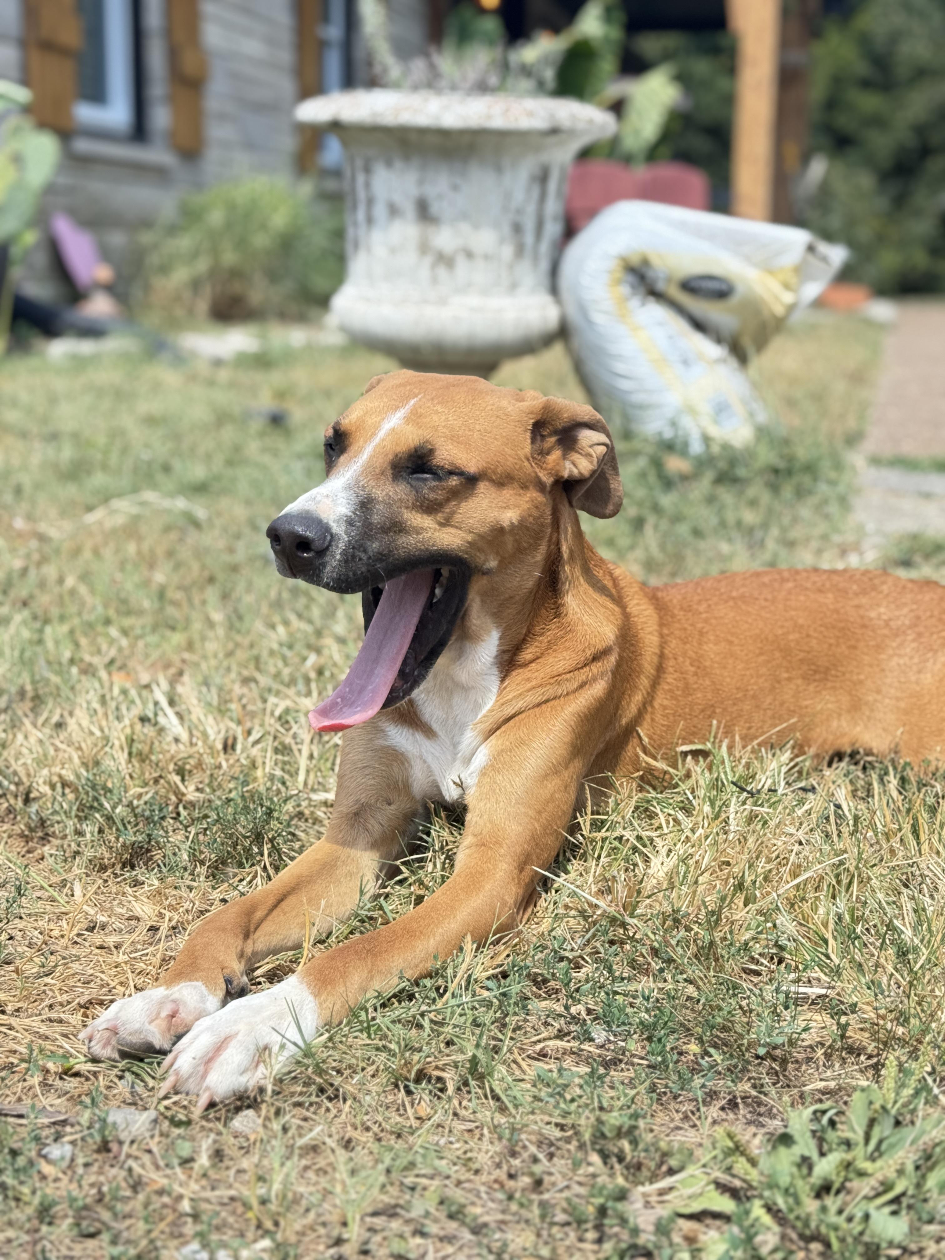 Romeo, a Adopted mixed breed in Whites Creek, TN image 3/4
