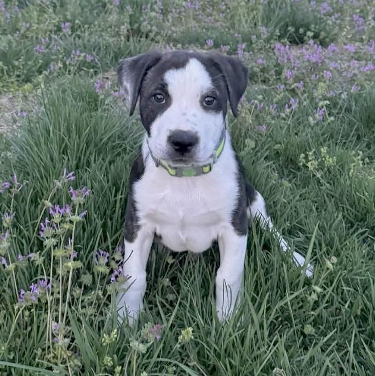 Enlarge Franklin, a Adoptable mixed breed in Lothian , MD image 5/6