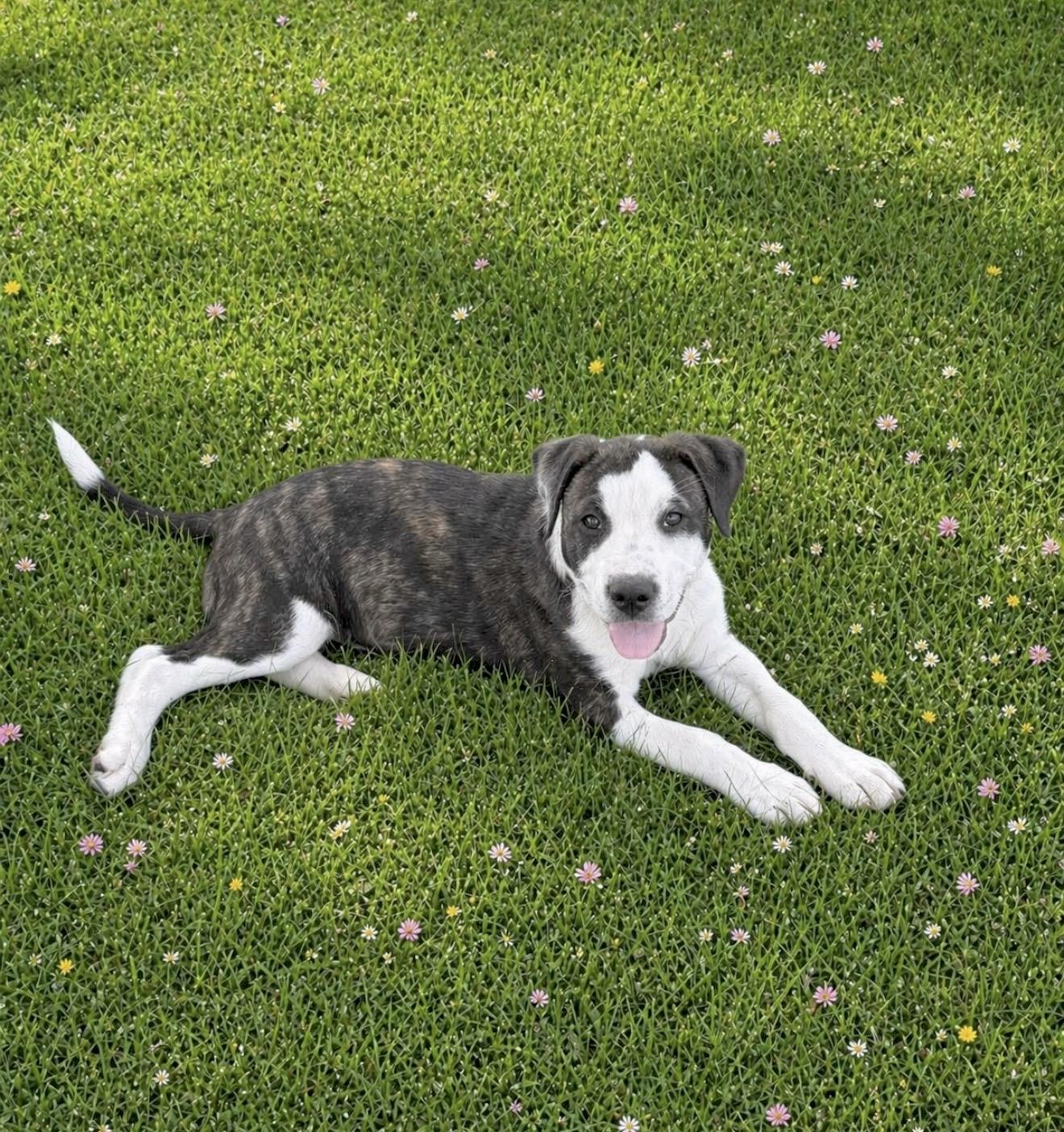 Franklin, Adoptable, Puppy Male American Staffordshire Terrier & Boxer.