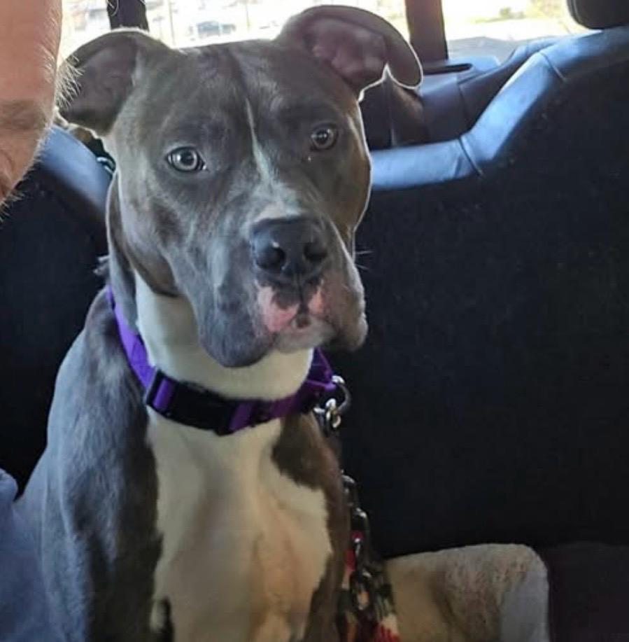 Enlarge Billy, an adopted mixed breed in Burlington , VT image 2/6