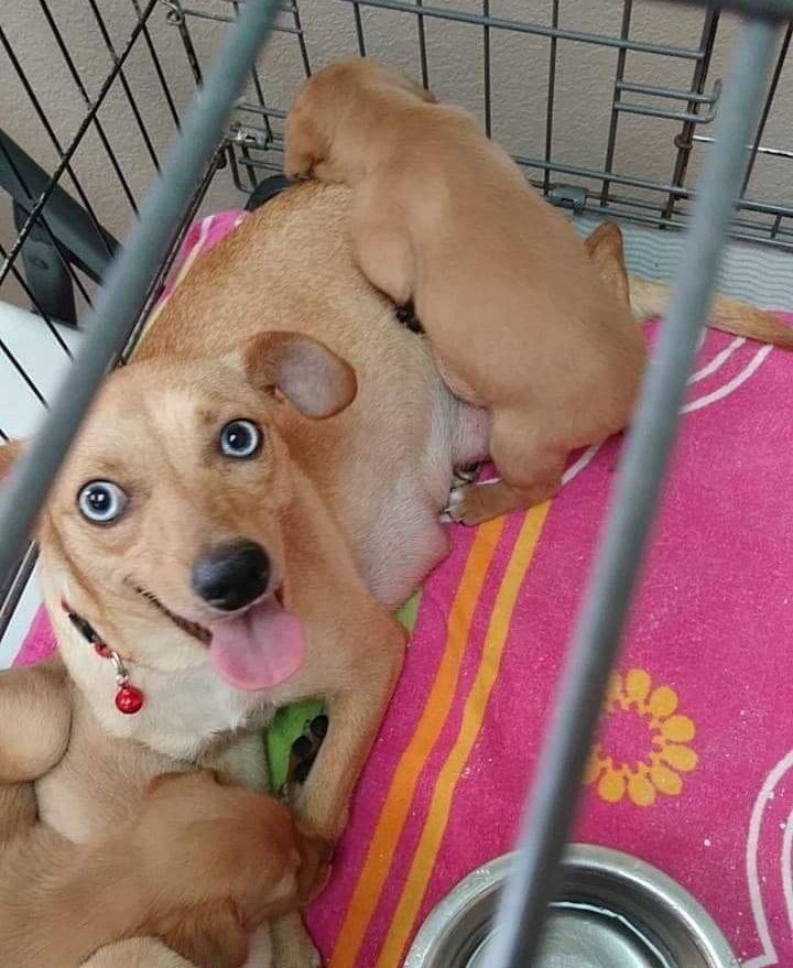 Linda, Adopted, Young Female Mixed Breed.
