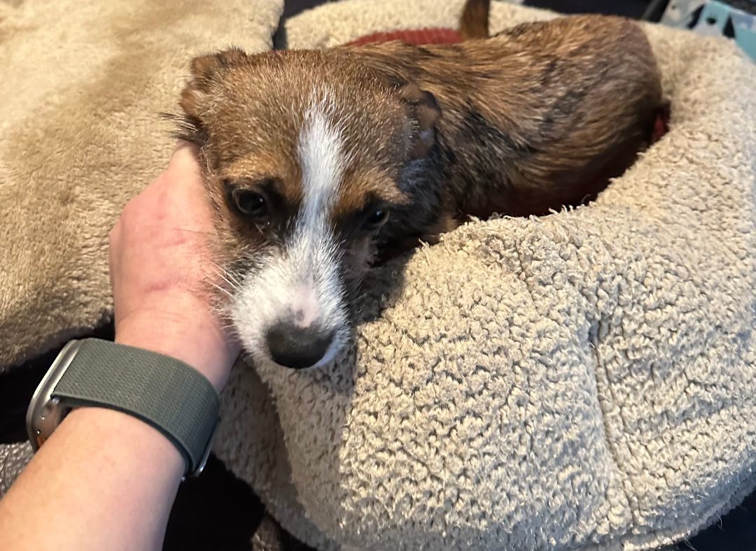 Persia, Adoptable, Young Female Terrier.