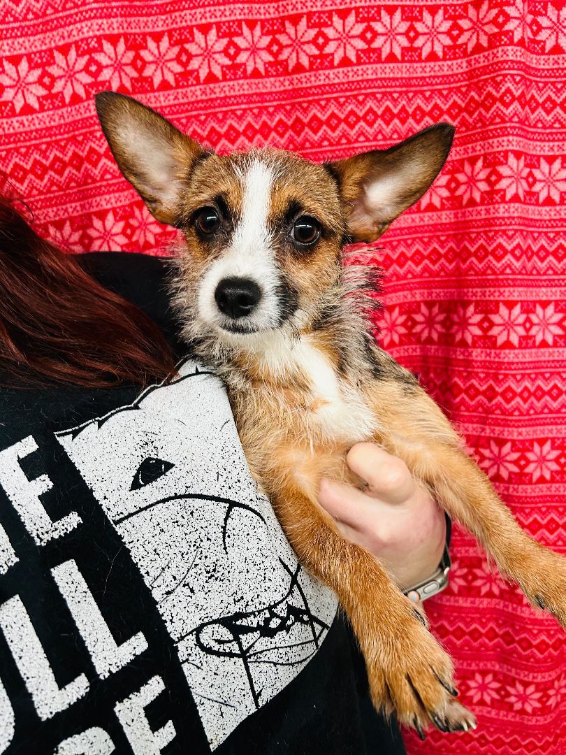 Persia, a Adoptable Terrier in lynnwood , WA image 2/6