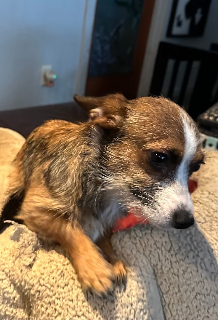 Persia, a Adoptable Terrier in lynnwood , WA image 3/6