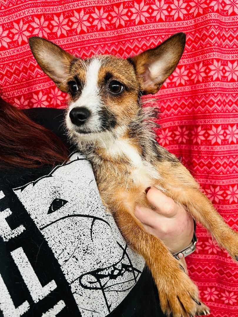 Dog for adoption Persia, a Terrier in lynnwood , WA Petfinder