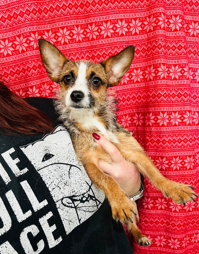 Persia, a Adoptable Terrier in lynnwood , WA image 5/6